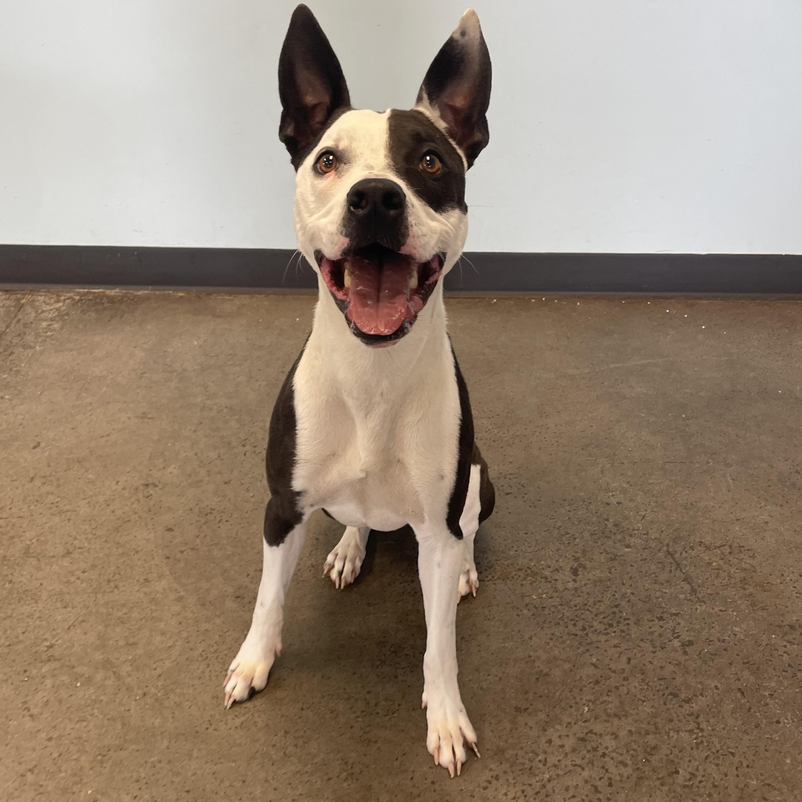 Rascal, a ADOPTABLE mixed breed in Mishawaka, IN image 6/6