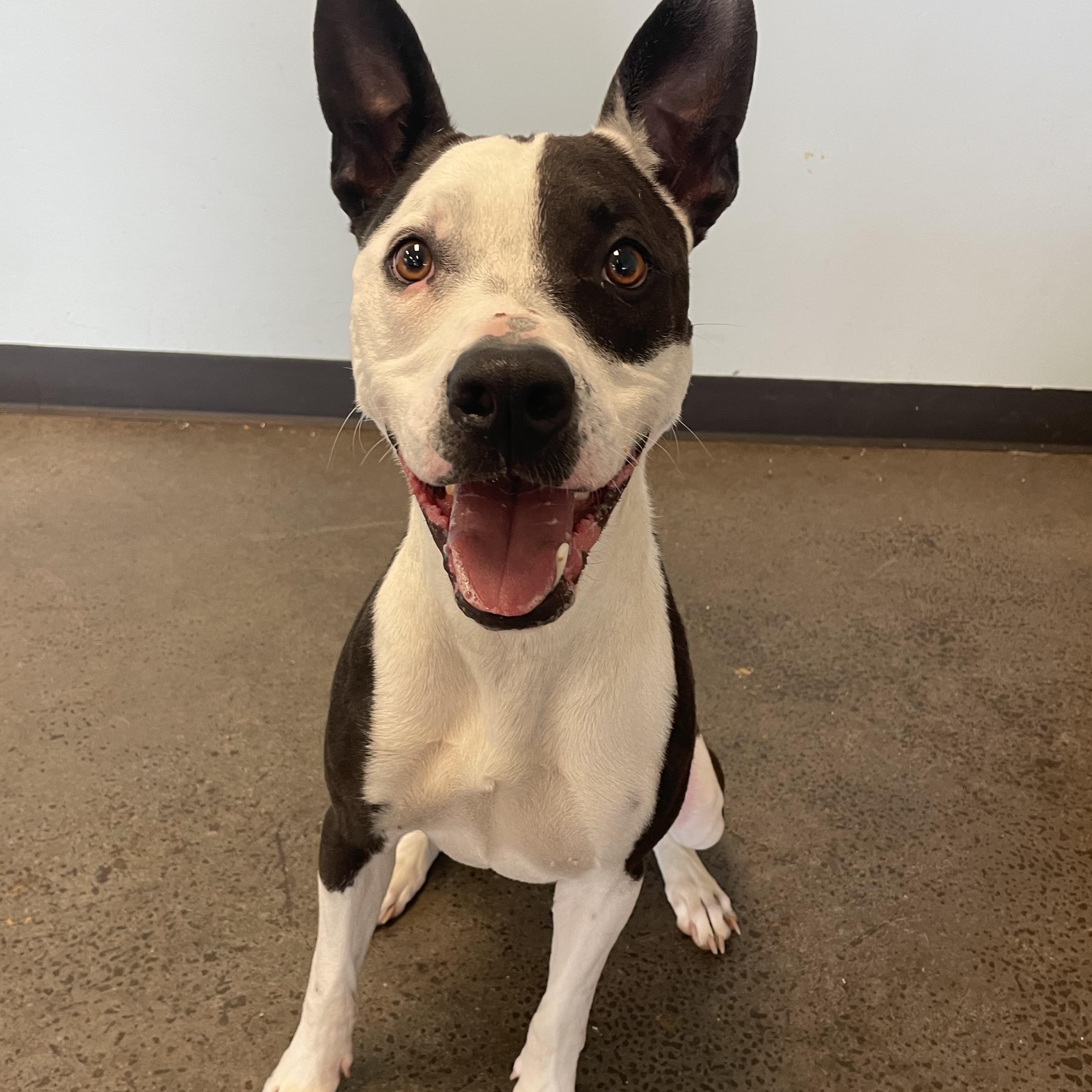 Rascal, a ADOPTABLE mixed breed in Mishawaka, IN image 4/6