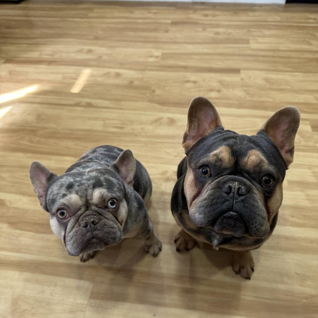 Pinkey, Adoptable, Adult Female French Bulldog.