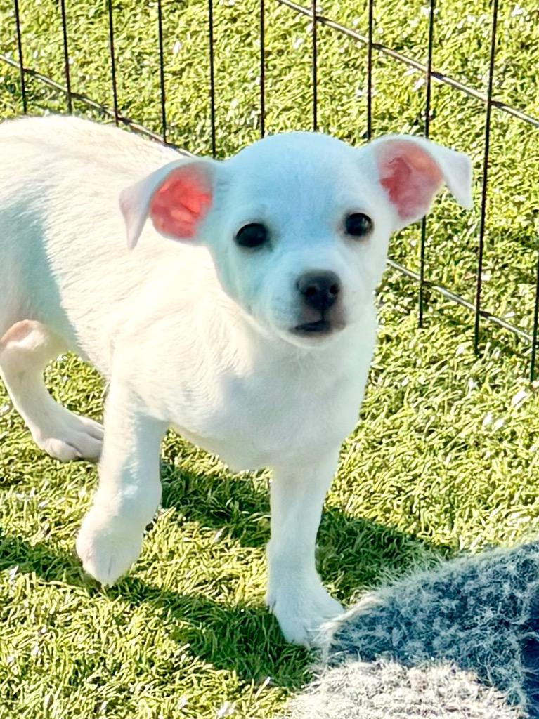 Feliz, Adoptable, Puppy Female Chihuahua.