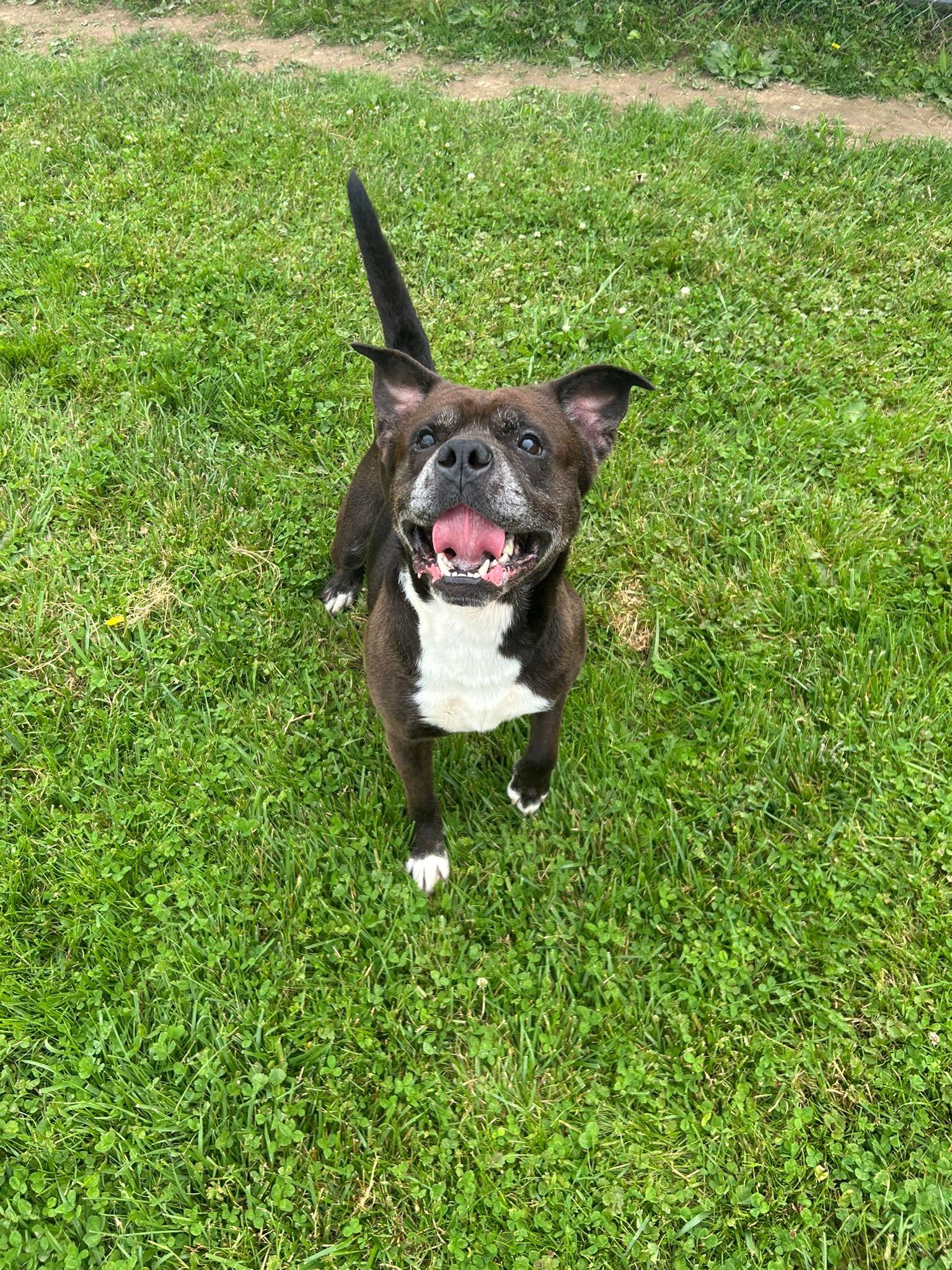 Corbin, Adoptable, Adult Male American Bully.