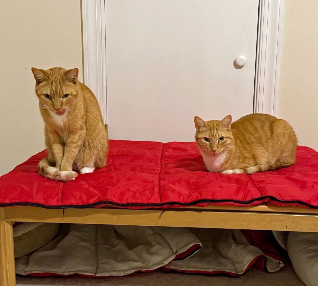 Guiness17, Adoptable, Senior Male Domestic Short Hair.