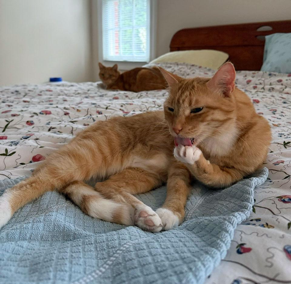 Enlarge Guiness17, a Adoptable mixed breed in Youngsville, NC image 3/4