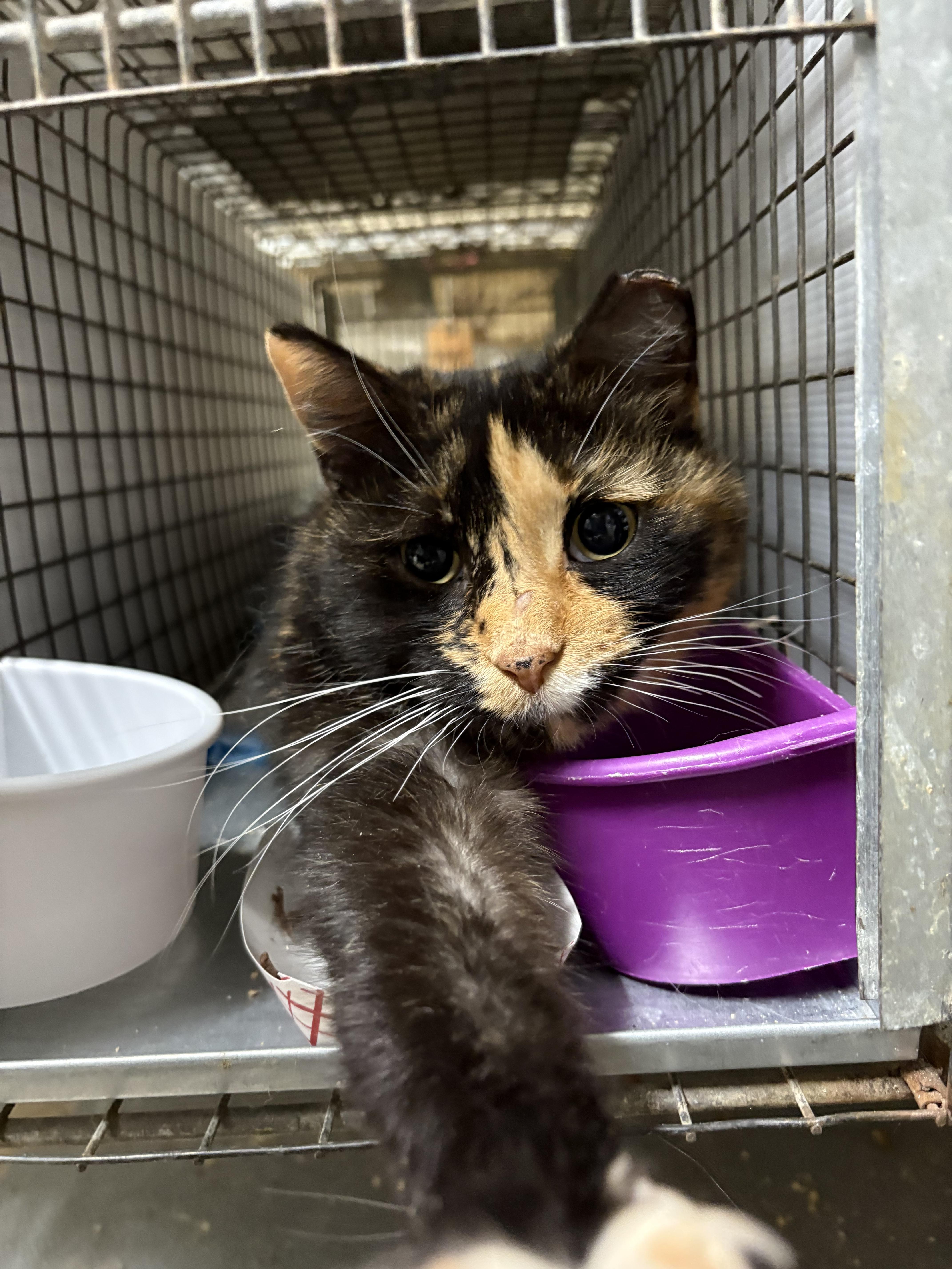 CLAIRE - GORGEOUS SWEETHEART