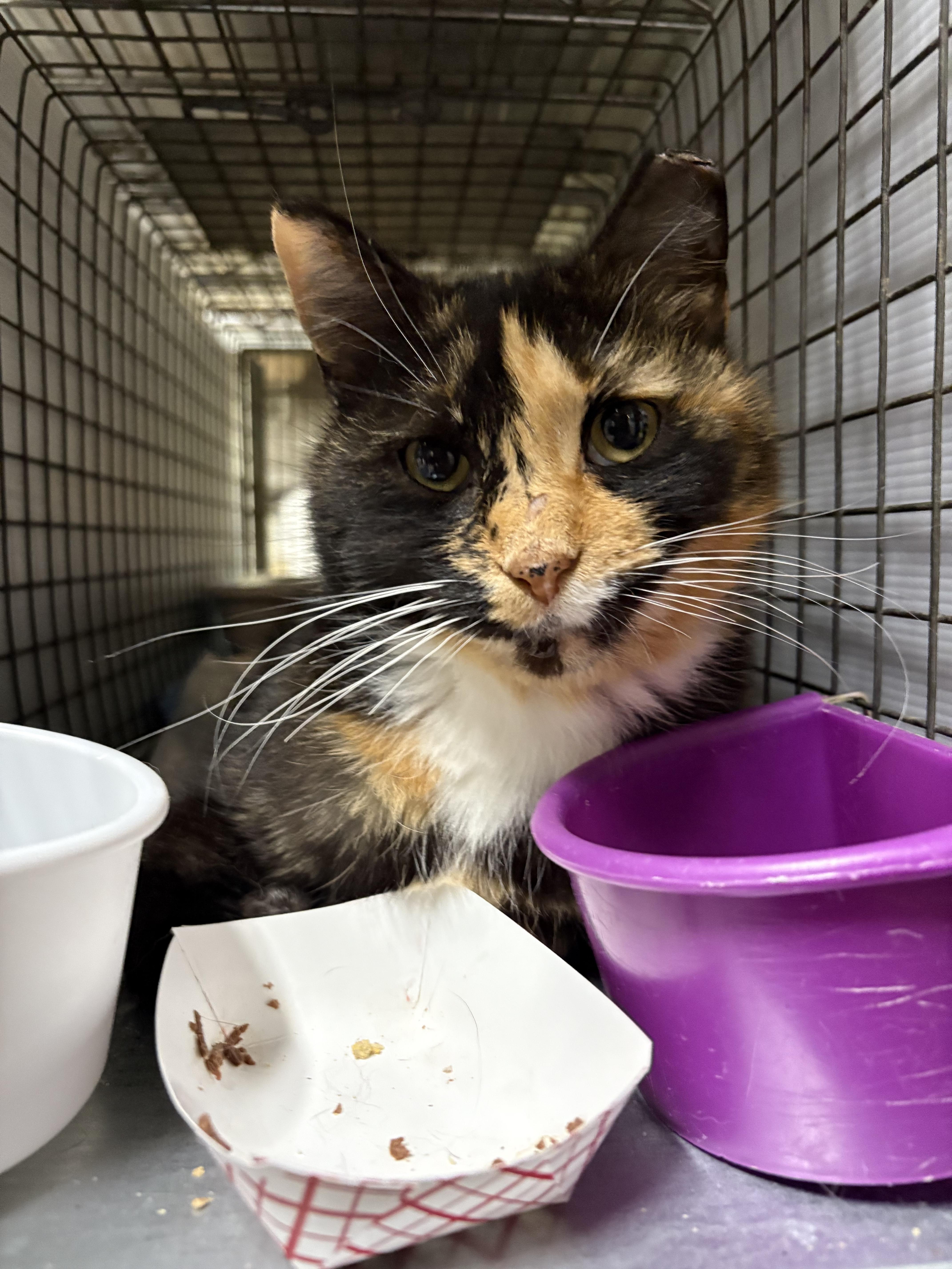 CLAIRE - GORGEOUS SWEETHEART