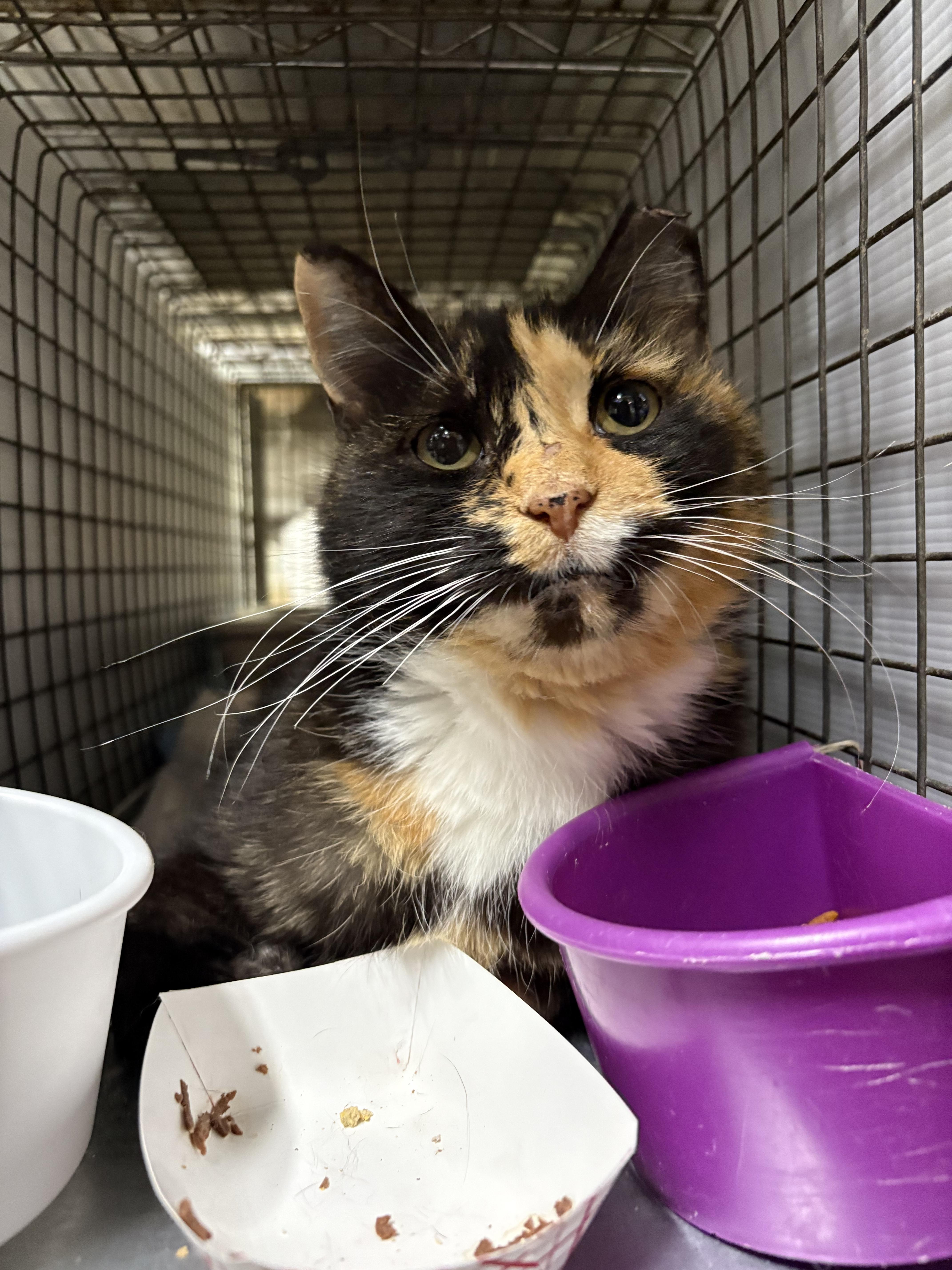 CLAIRE - GORGEOUS SWEETHEART