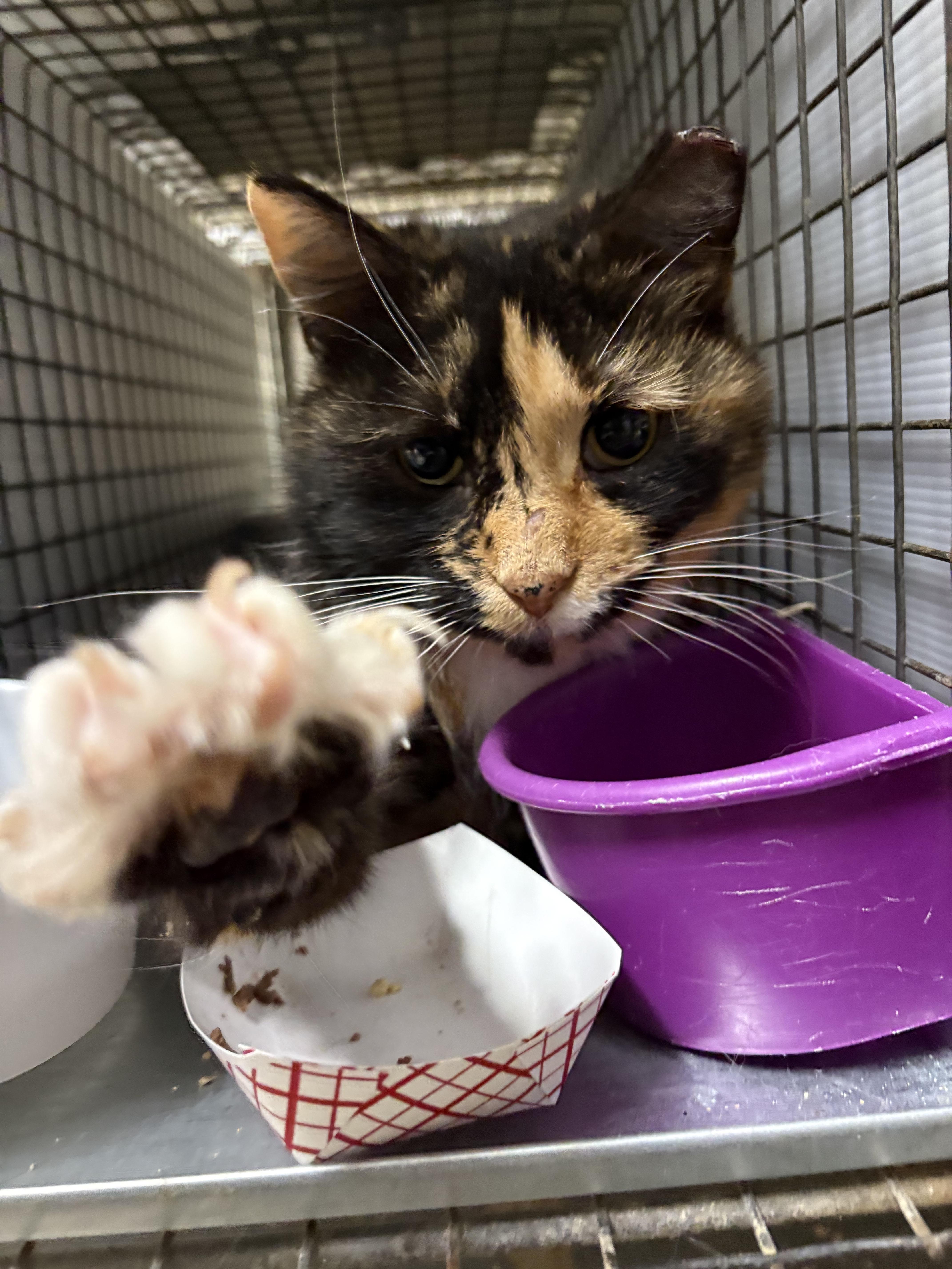 CLAIRE - GORGEOUS SWEETHEART