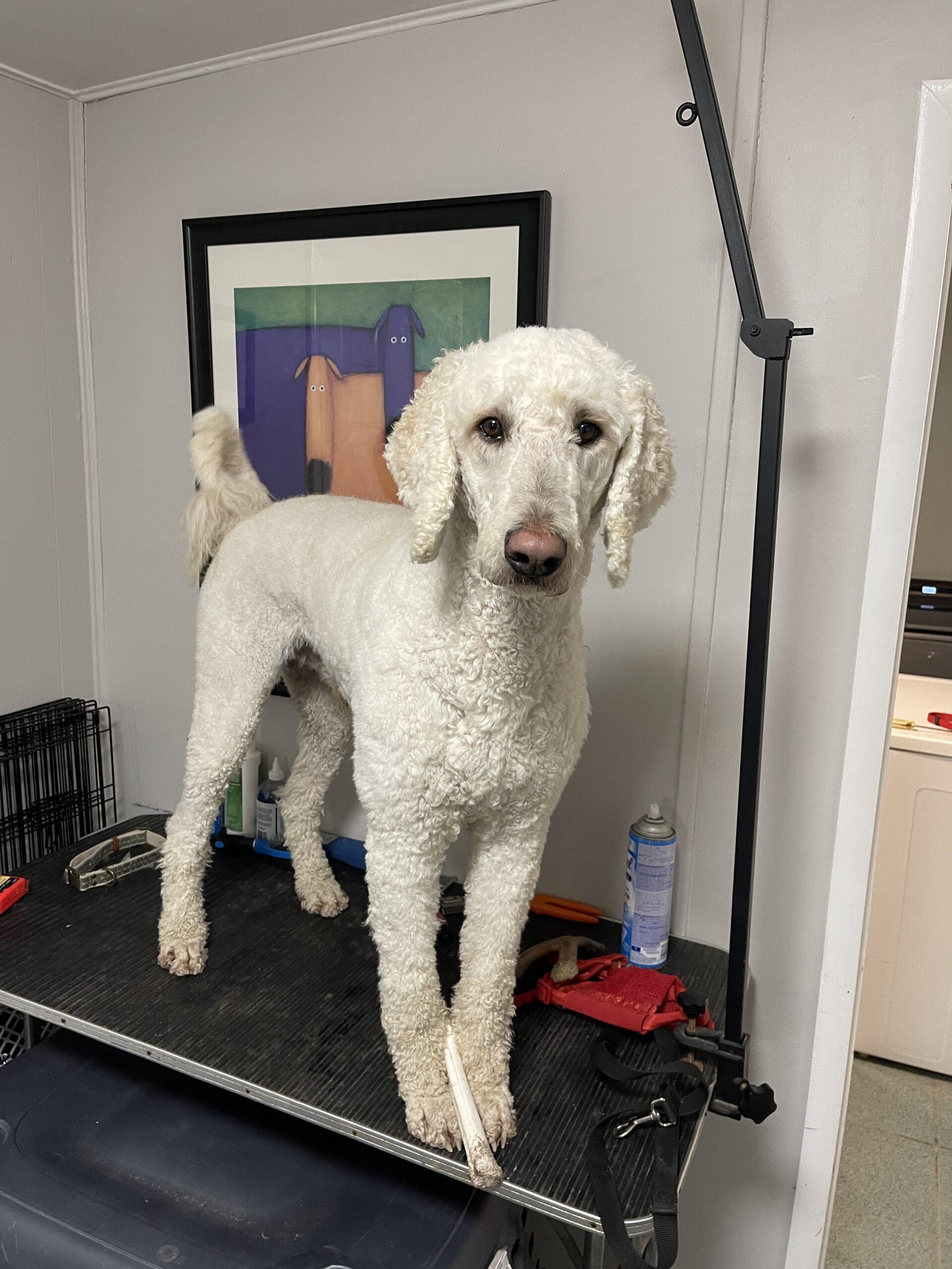 Ronnie, a Adoptable Standard Poodle in Pickering, ON image 1/3