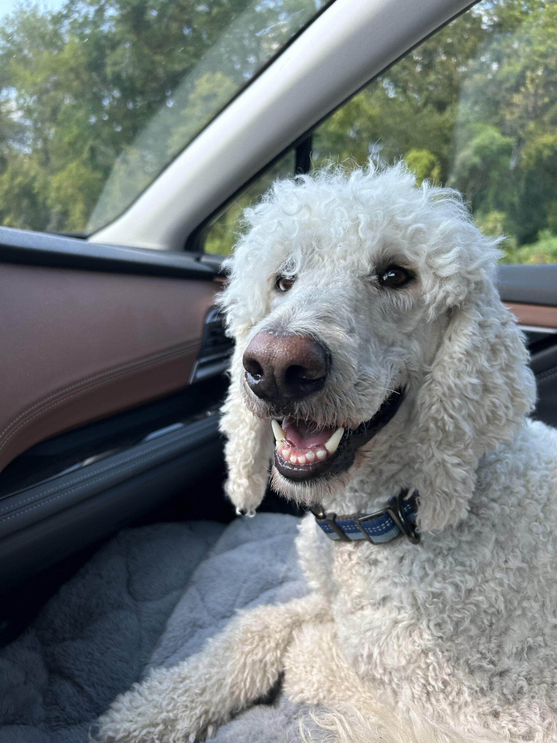 Ronnie, a Adoptable Standard Poodle in Pickering, ON image 2/3