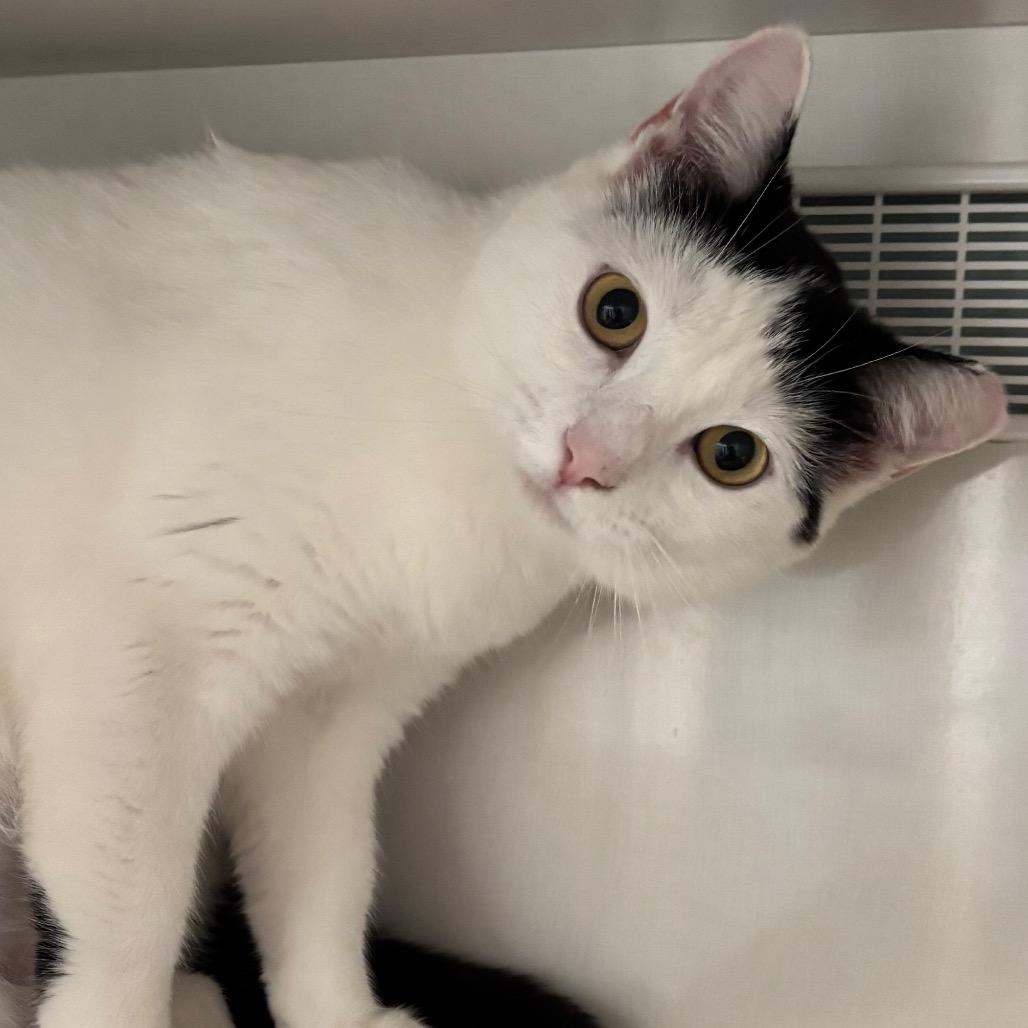 Enlarge River, a Adoptable Domestic Short Hair in Redwood City, CA image 1/2