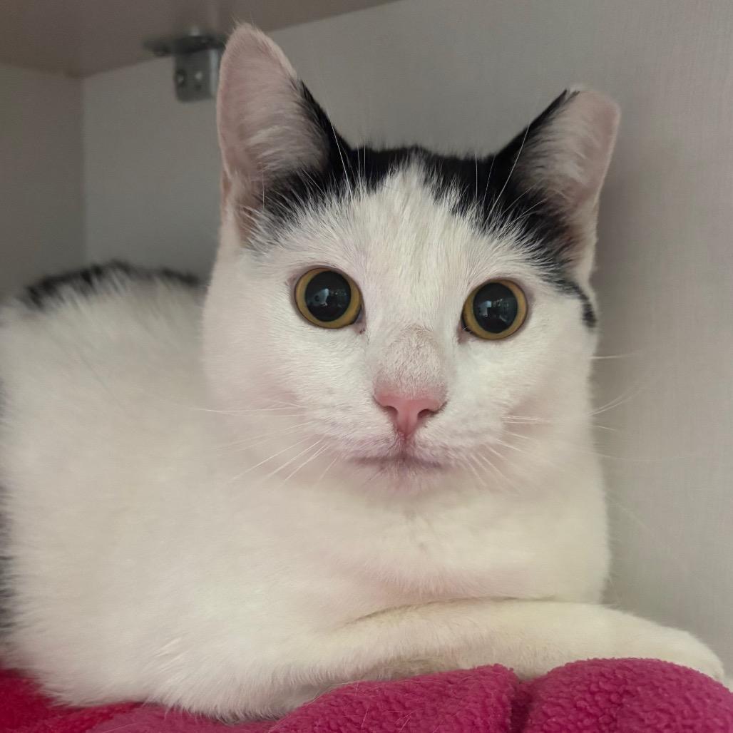 River, Adoptable, Young Female Domestic Short Hair.