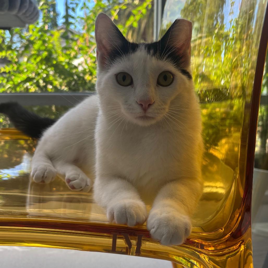 Enlarge River, a Adoptable Domestic Short Hair in Redwood City, CA image 2/3