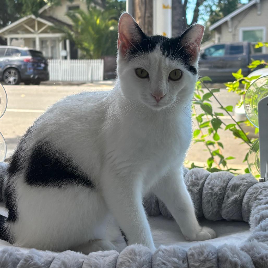 Enlarge River, a Adoptable Domestic Short Hair in Redwood City, CA image 3/3