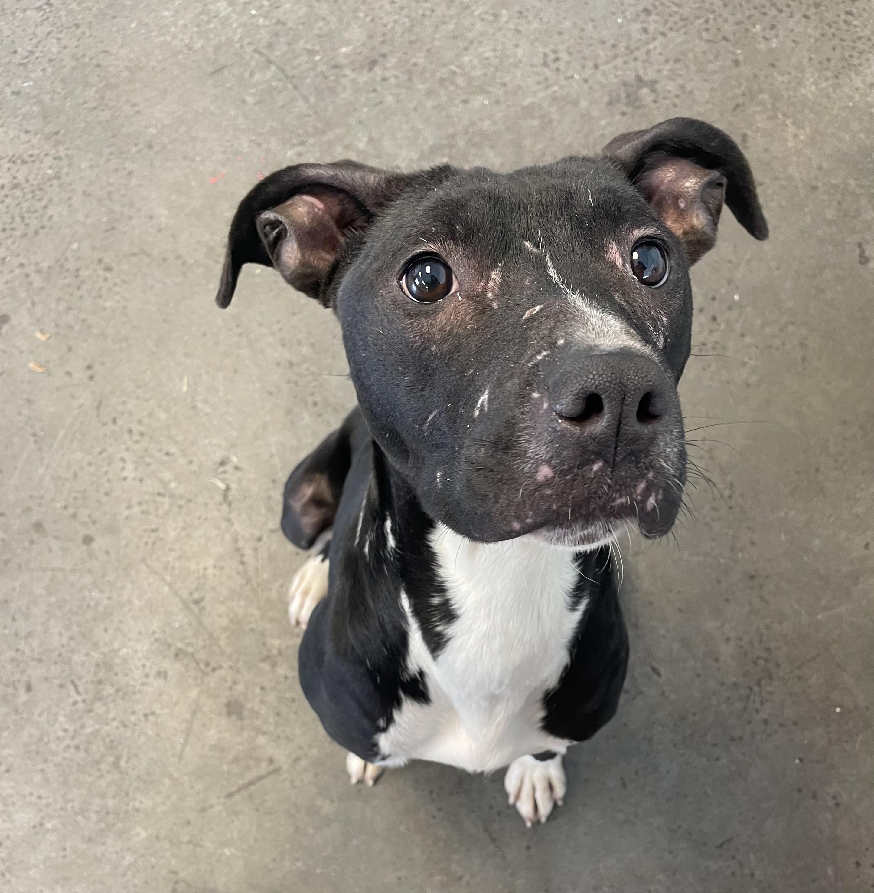 Enlarge Tulip Tree, an adopted mixed breed in Mishawaka, IN image 5/6
