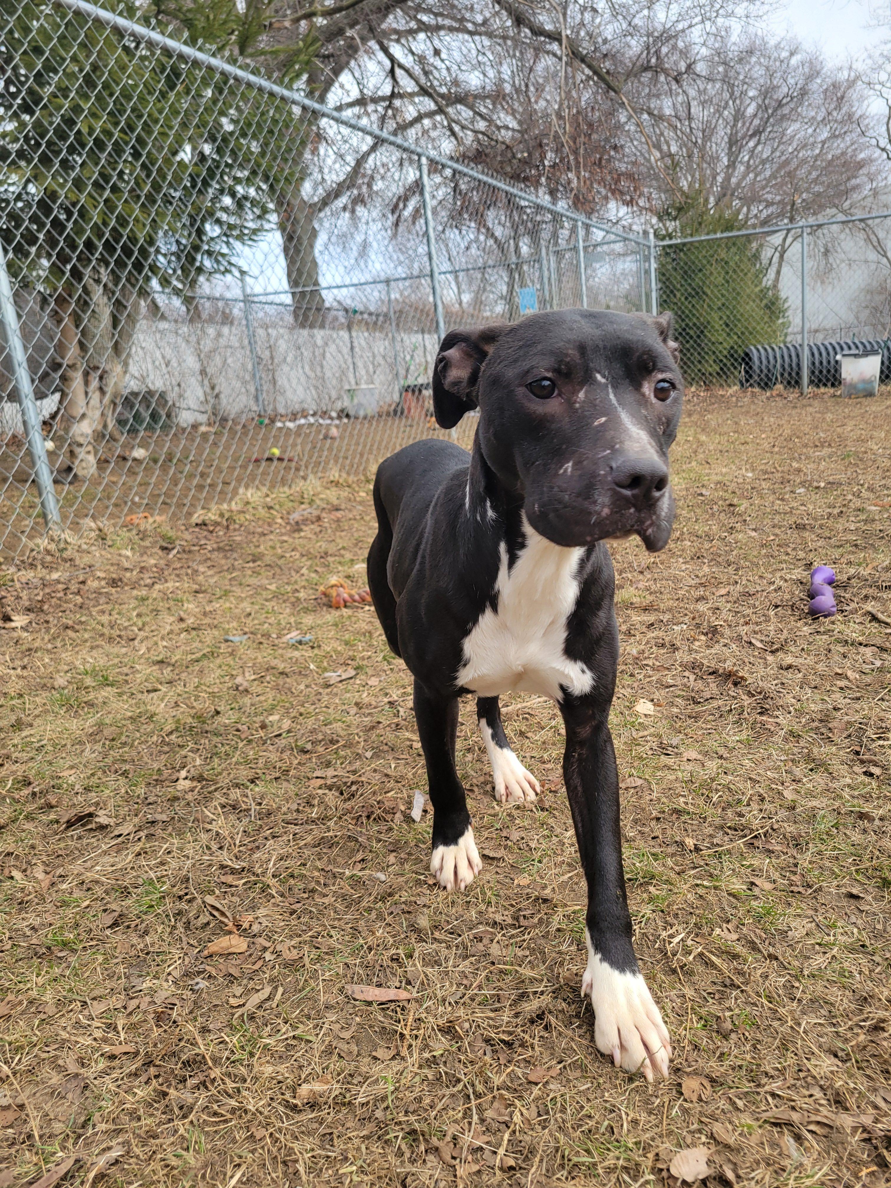 Tulip Tree, adopted, Adult Female Mixed Breed.