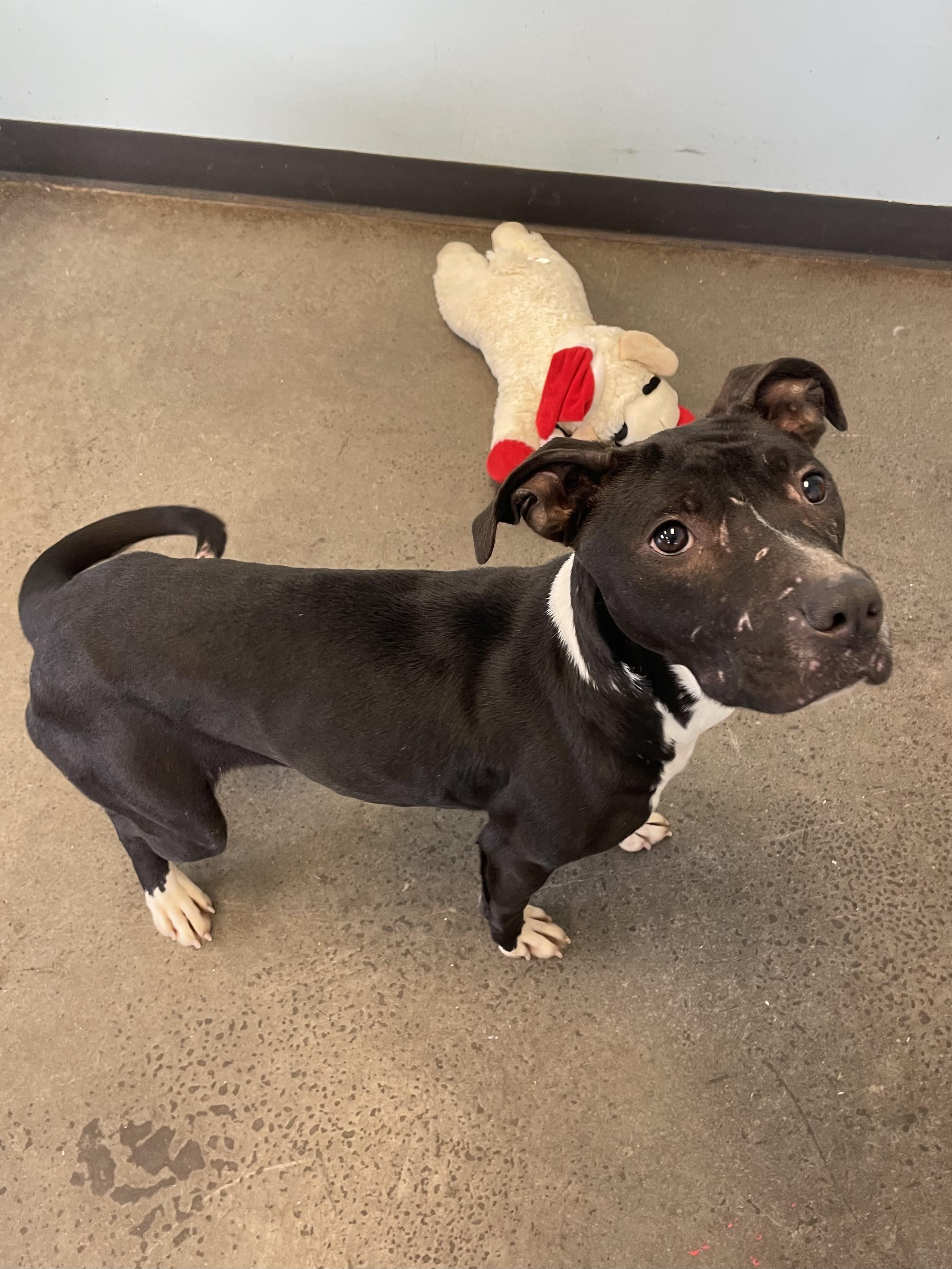 Enlarge Tulip Tree, an adopted mixed breed in Mishawaka, IN image 4/6