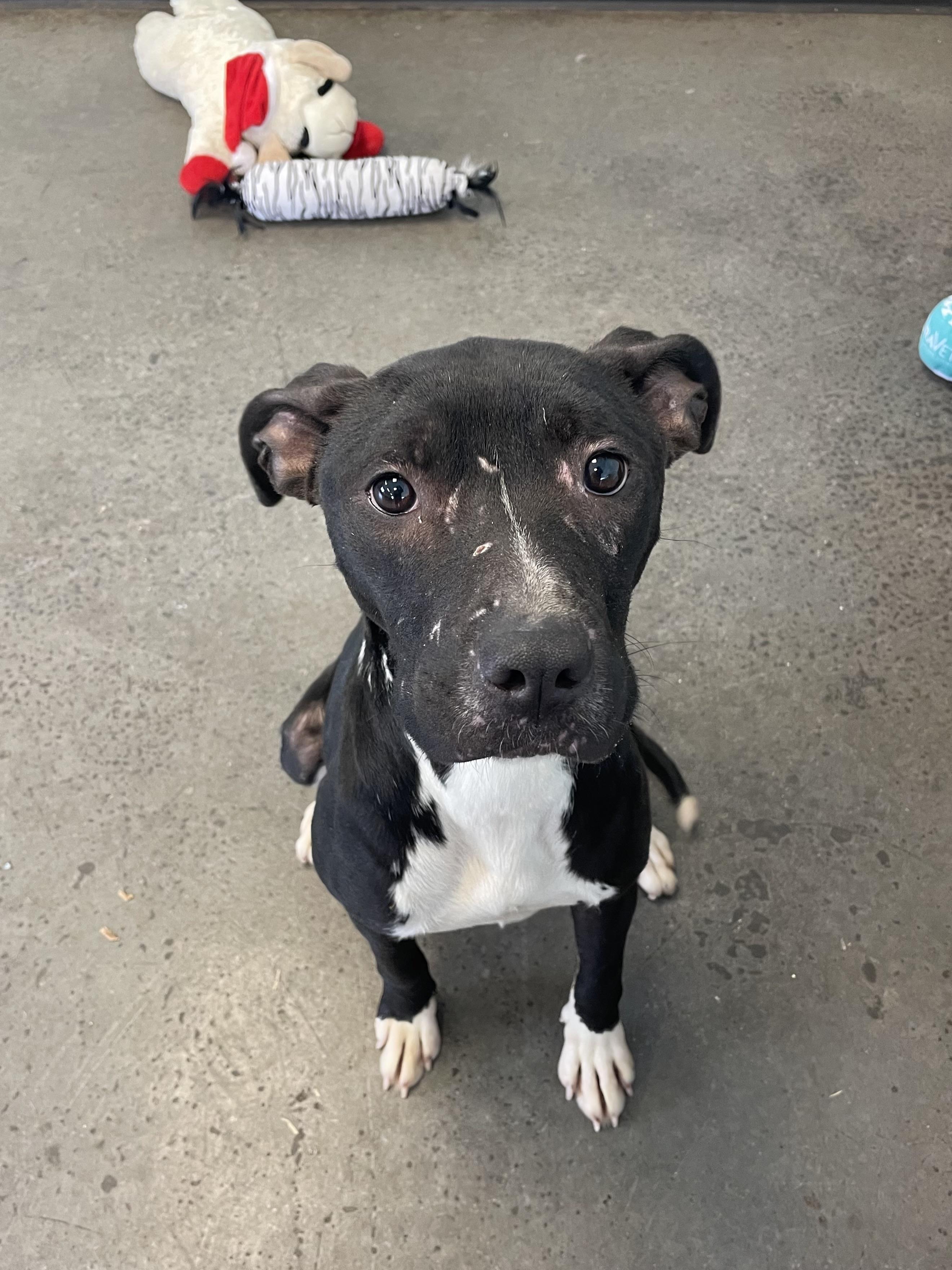 Enlarge Tulip Tree, an adopted mixed breed in Mishawaka, IN image 6/6