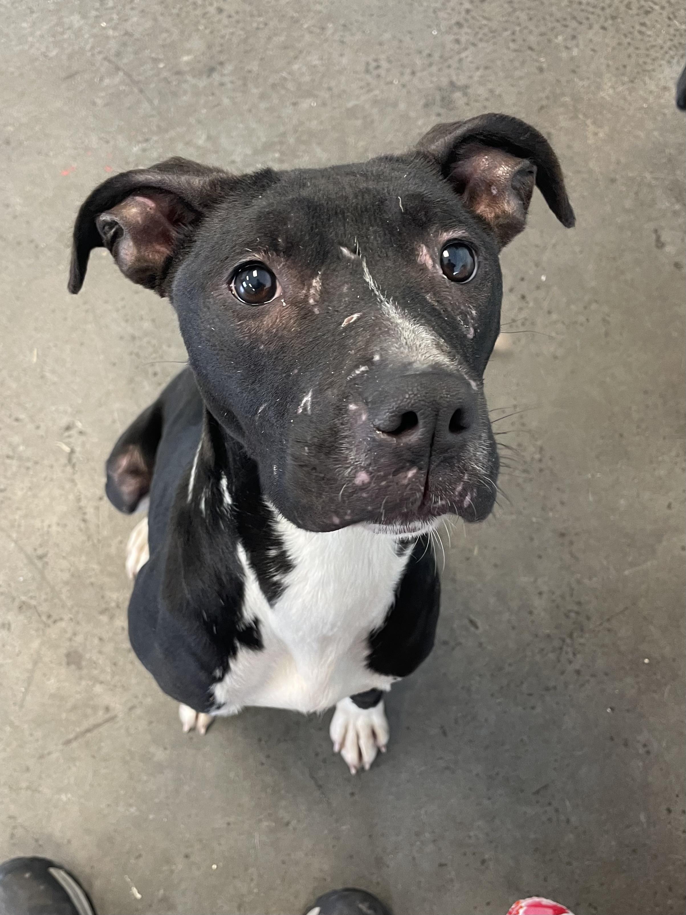 Enlarge Tulip Tree, an adopted mixed breed in Mishawaka, IN image 3/6