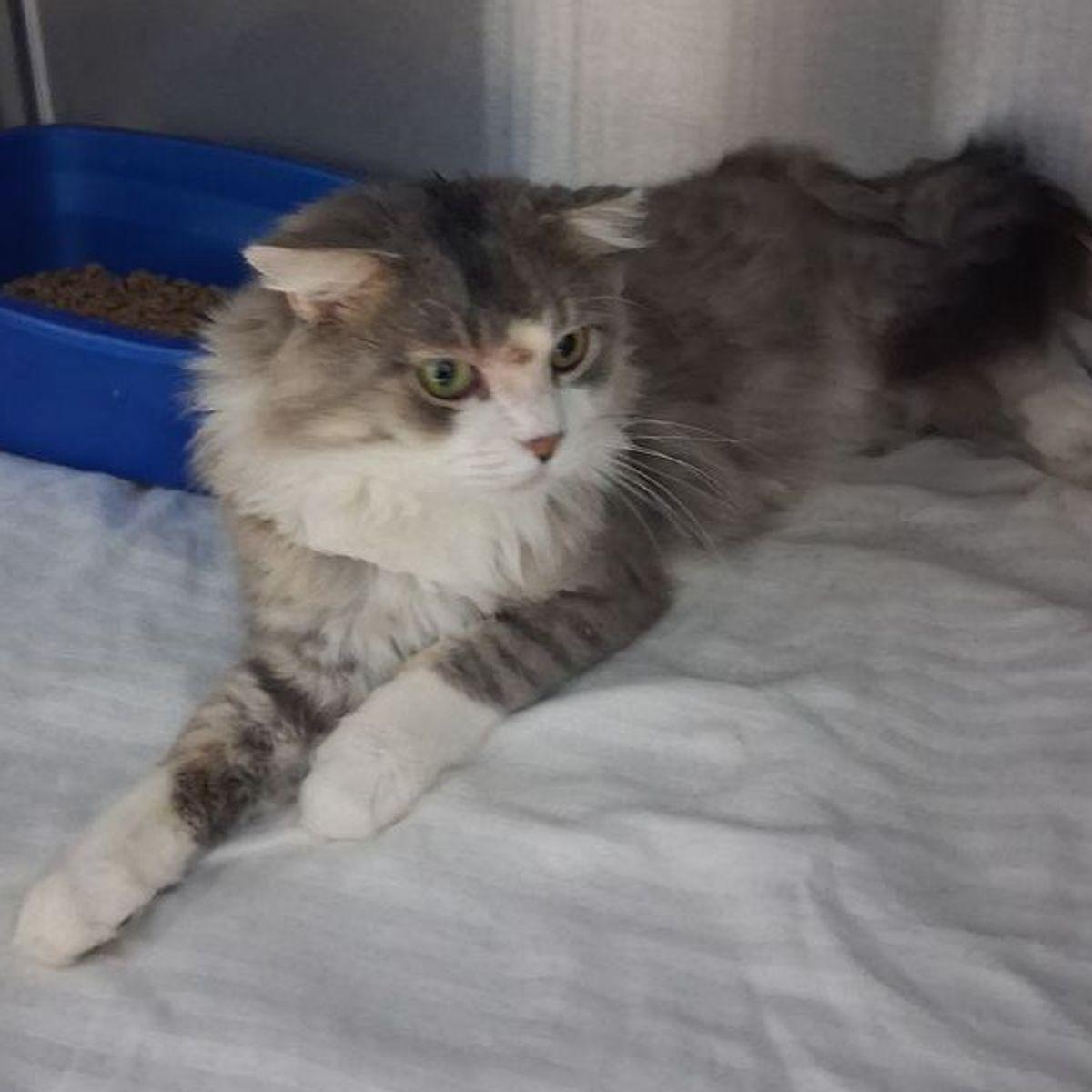 Enlarge Baby Boy, a Adoptable Domestic Medium Hair in Kingman, AZ image 1/2