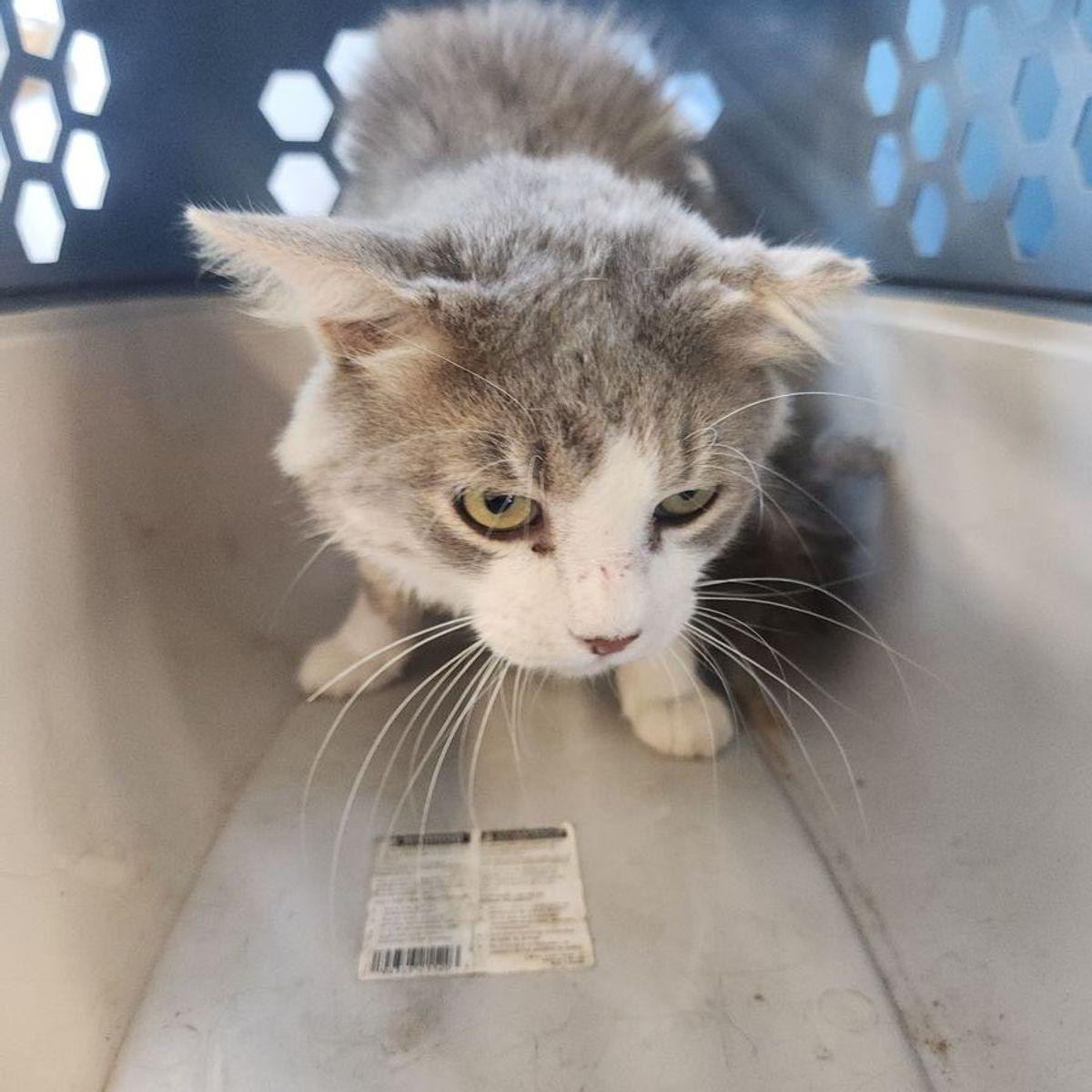 Baby, Adoptable, Adult Male Domestic Medium Hair.