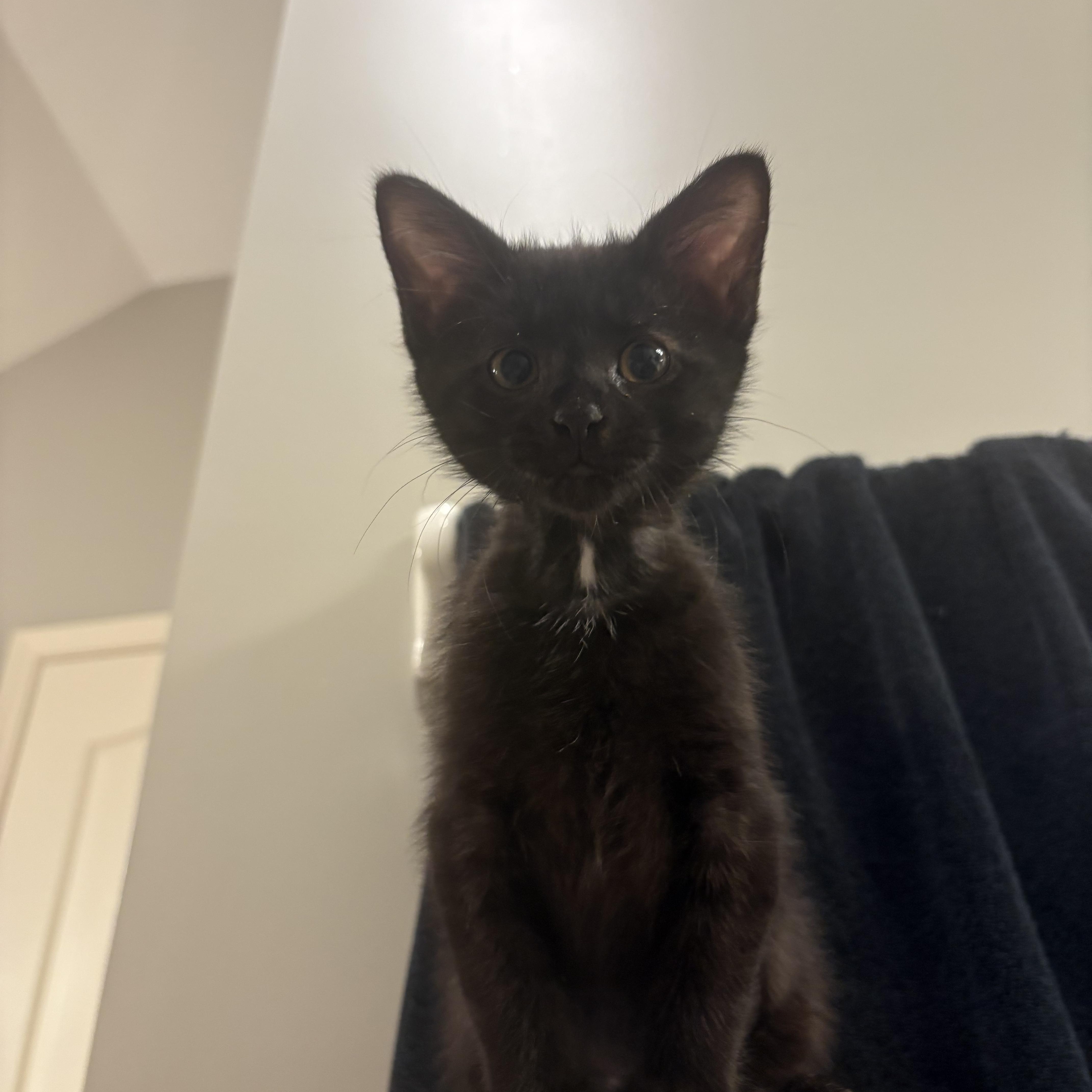 Enlarge Maybelle, a ADOPTABLE mixed breed in Omaha, NE image 6/6