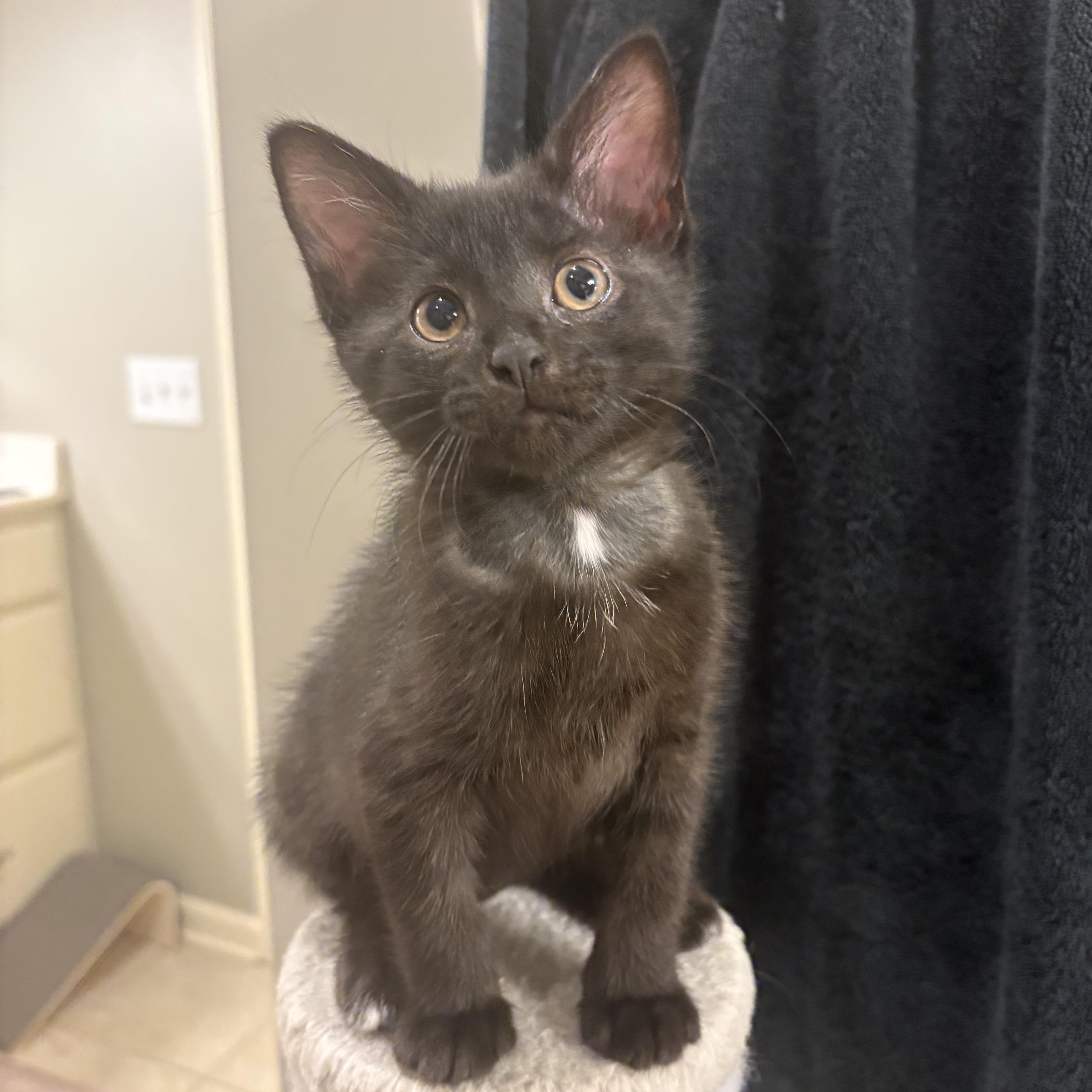 Maybelle, ADOPTABLE, Kitten Female Domestic Short Hair & Tuxedo.