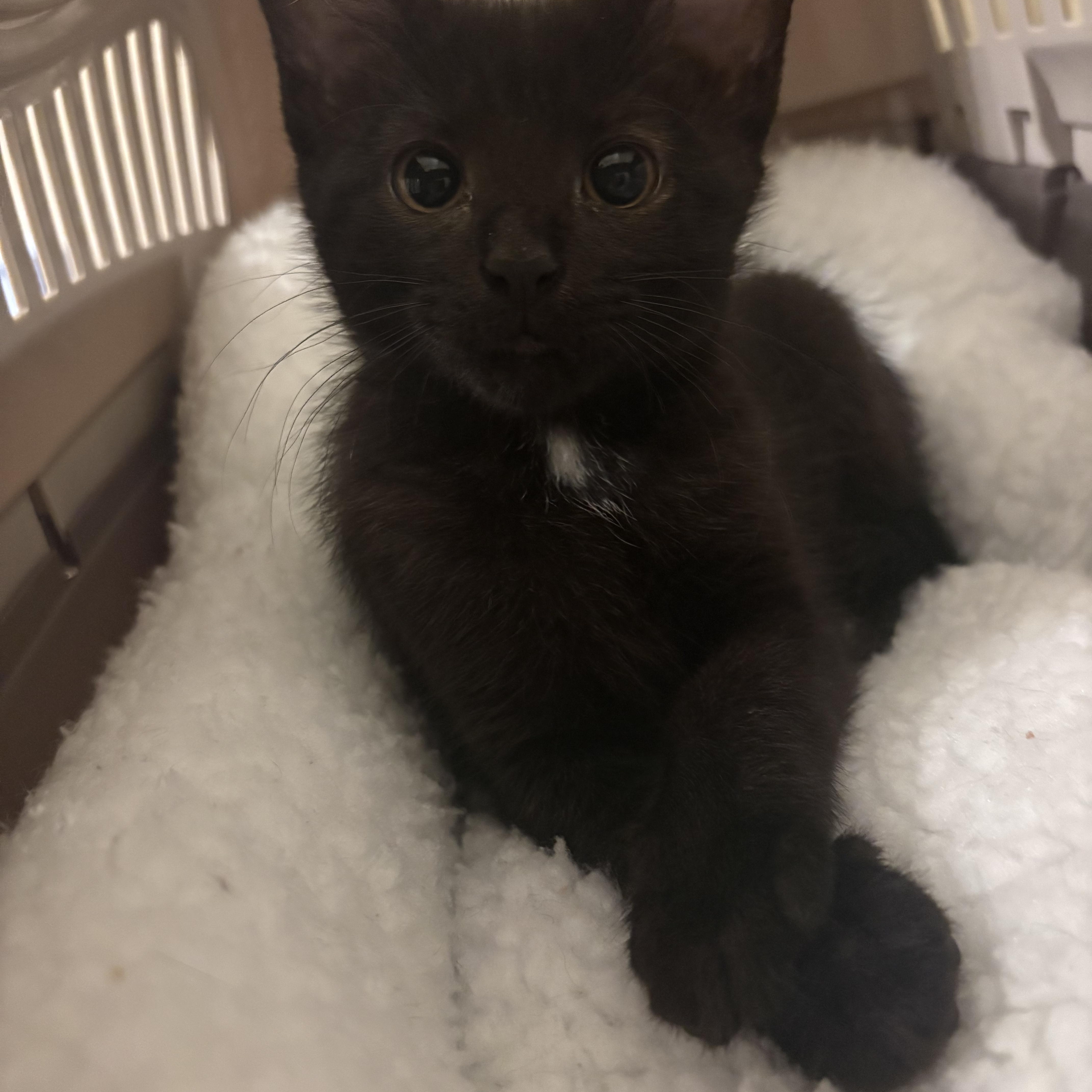 Enlarge Maybelle, a ADOPTABLE mixed breed in Omaha, NE image 2/6