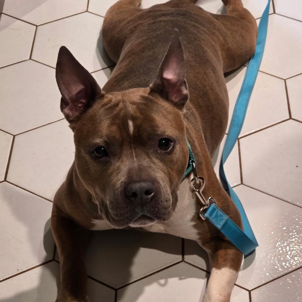Enlarge Remy, a Adoptable mixed breed in Newark, NJ image 1/3