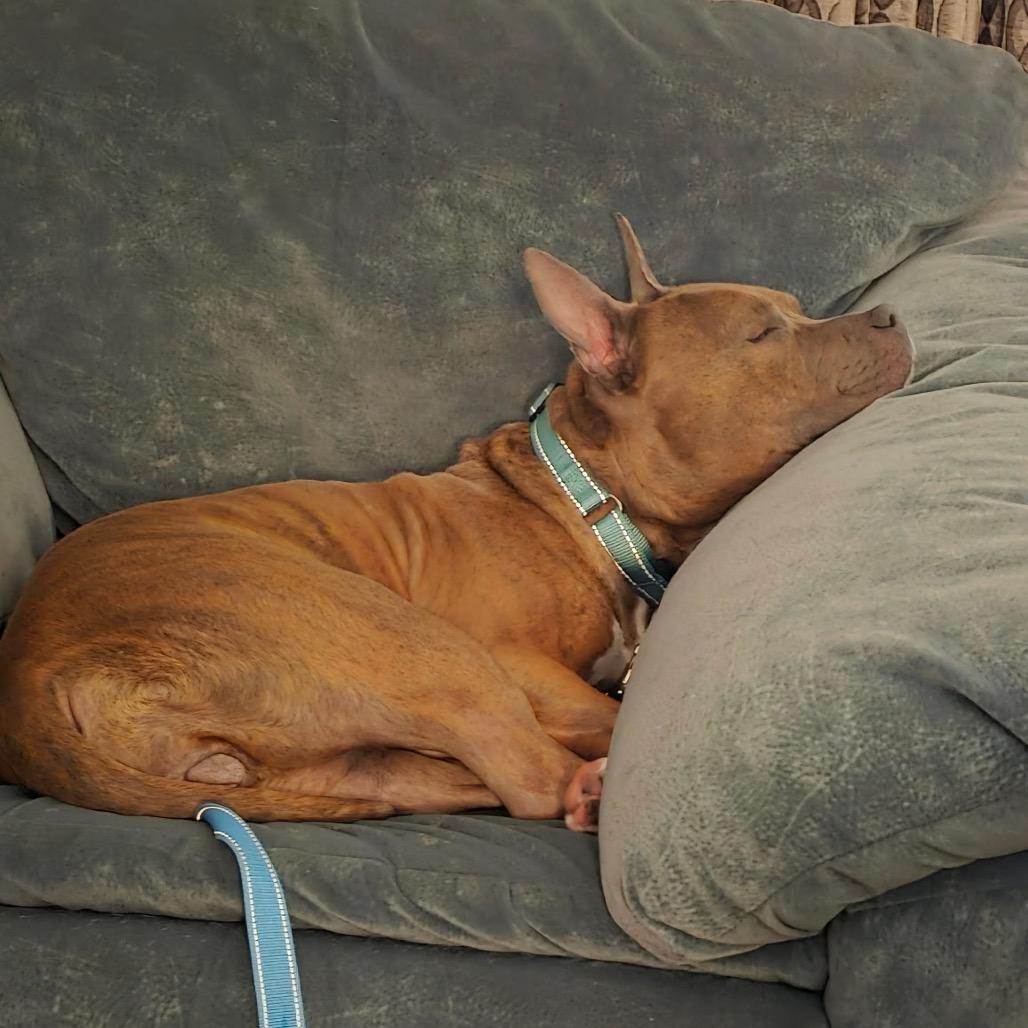 Enlarge Remy, a Adoptable mixed breed in Newark, NJ image 2/3