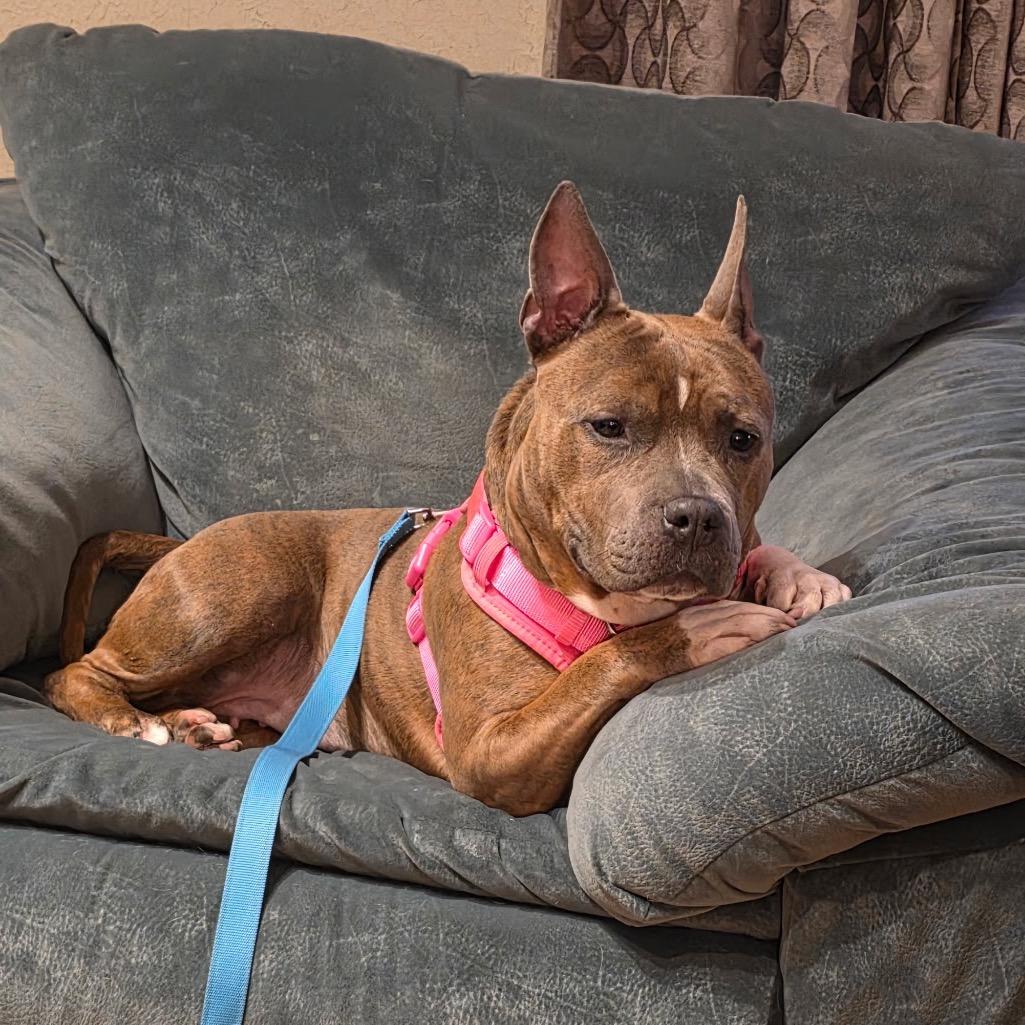 Enlarge Remy, a Adoptable mixed breed in Newark, NJ image 3/3