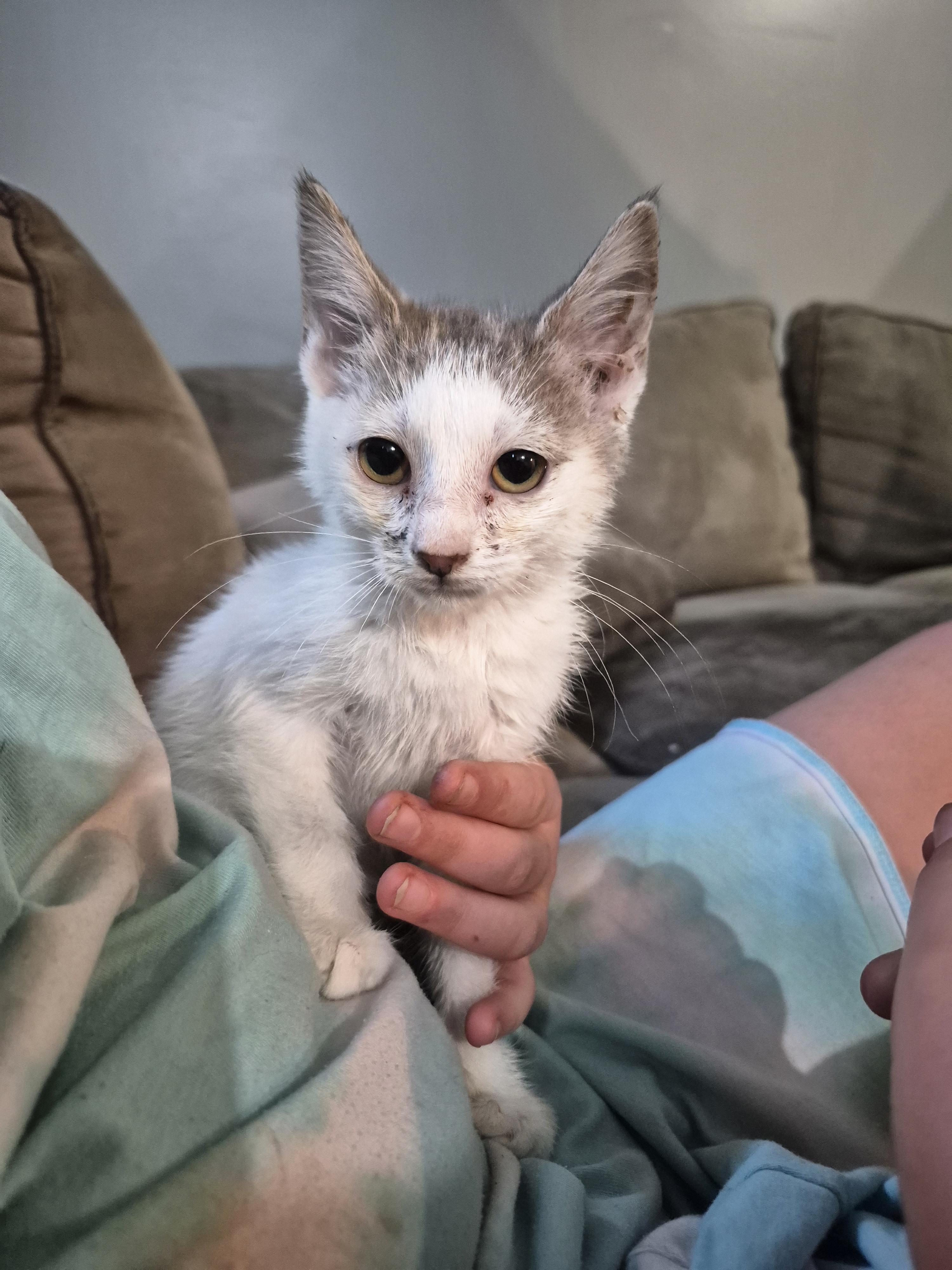 Ada, Adoptable, Kitten Female Domestic Short Hair.