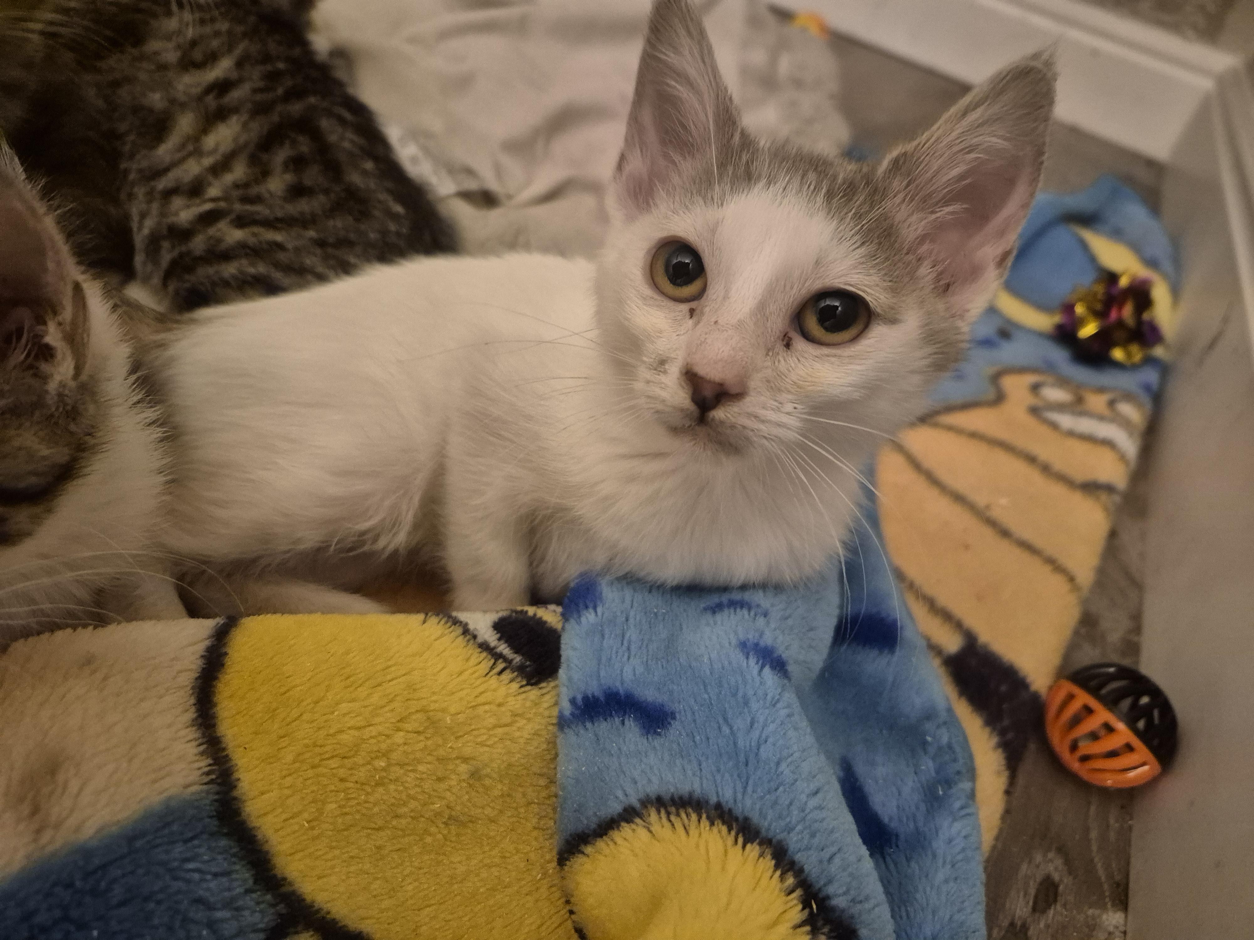 Enlarge Ada, a Adoptable Domestic Short Hair in Fruit Heights, UT image 2/3