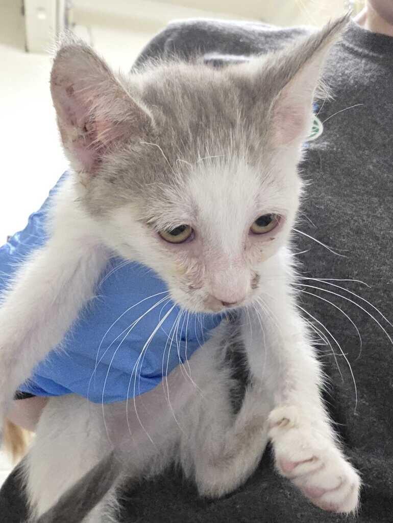 Enlarge Ada, a Adoptable Domestic Short Hair in Fruit Heights, UT image 3/3