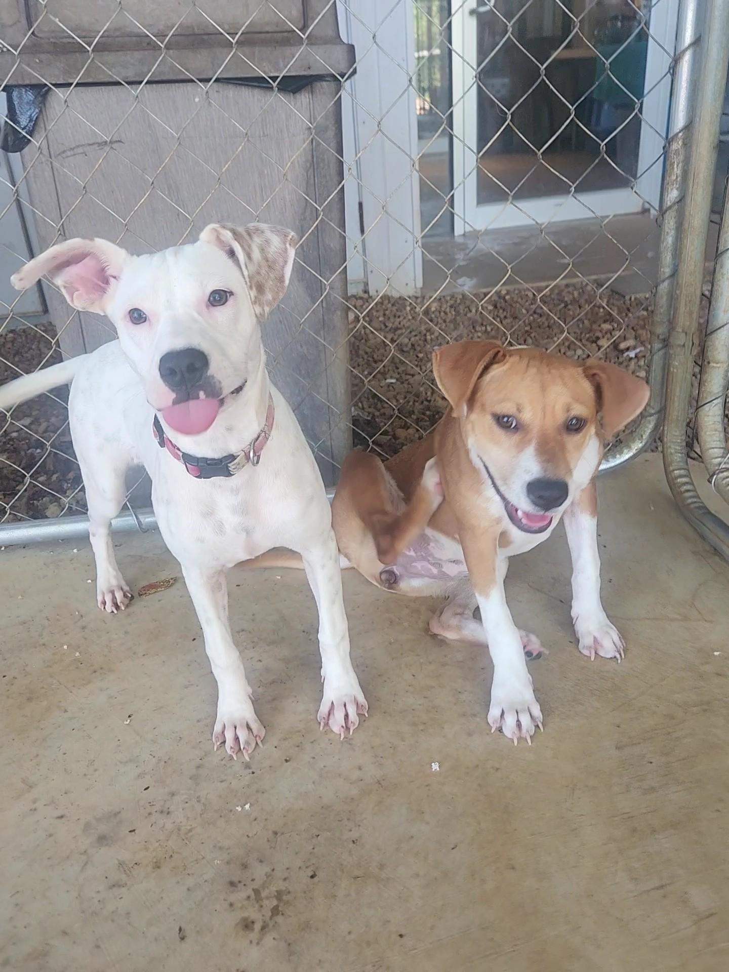 Enlarge Lavern and Shirley, a Adoptable Mixed Breed in Greensboro, AL image 1/6