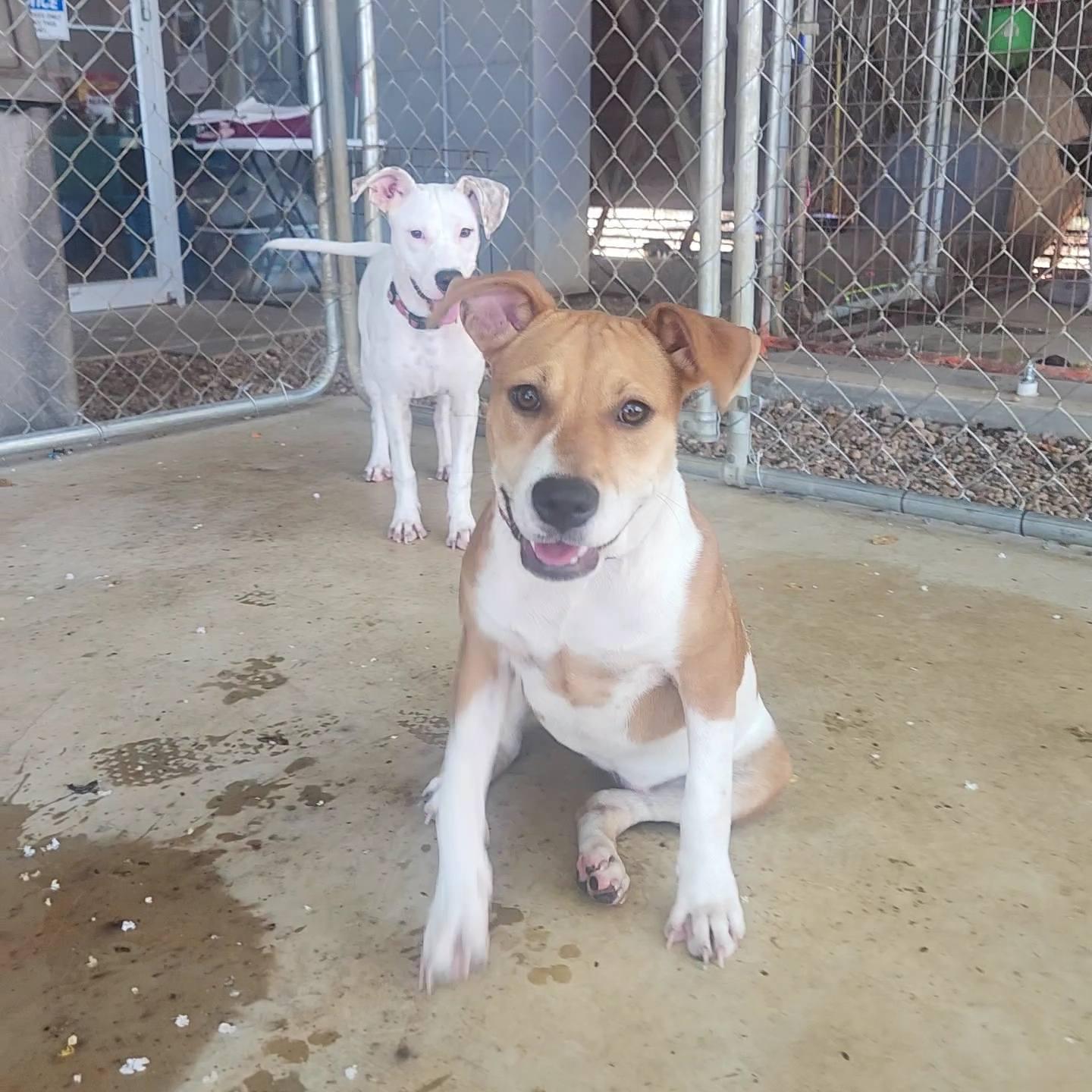 Enlarge Lavern and Shirley, a Adoptable Mixed Breed in Greensboro, AL image 2/6