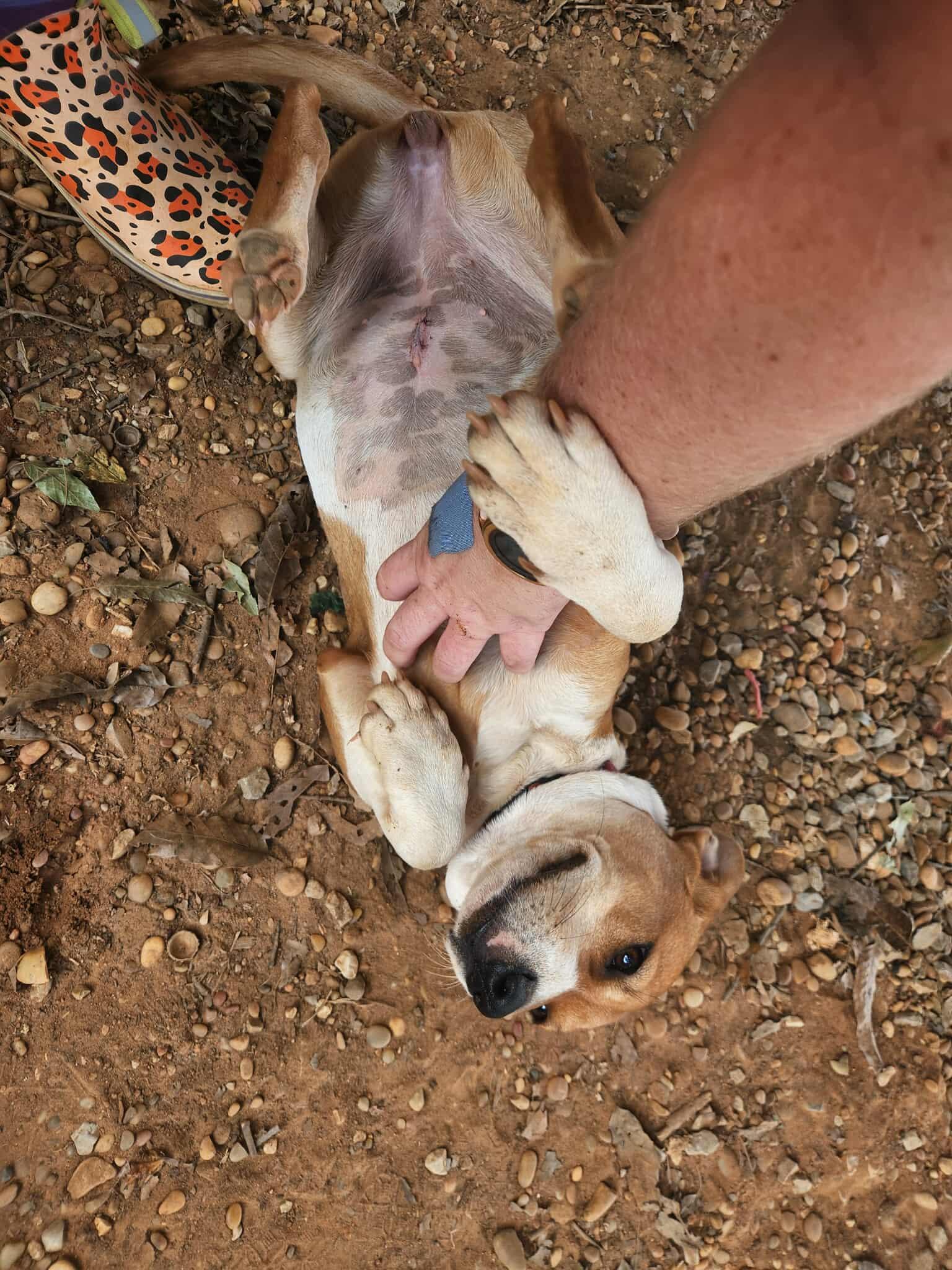 Enlarge Lavern and Shirley, a Adoptable Mixed Breed in Greensboro, AL image 3/6