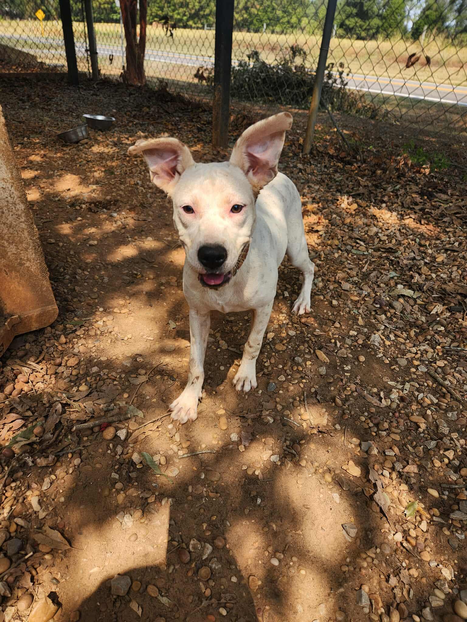 Enlarge Lavern and Shirley, a Adoptable Mixed Breed in Greensboro, AL image 4/6