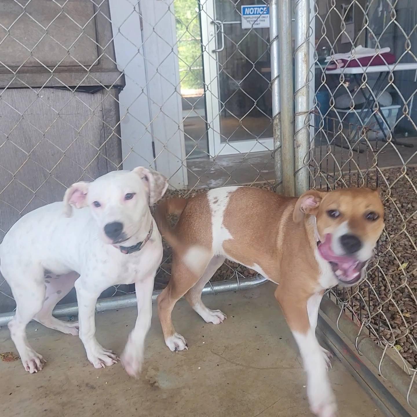 Enlarge Lavern and Shirley, a Adoptable Mixed Breed in Greensboro, AL image 6/6