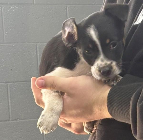 Zelda, Adoptable, Puppy Female Jack Russell Terrier.