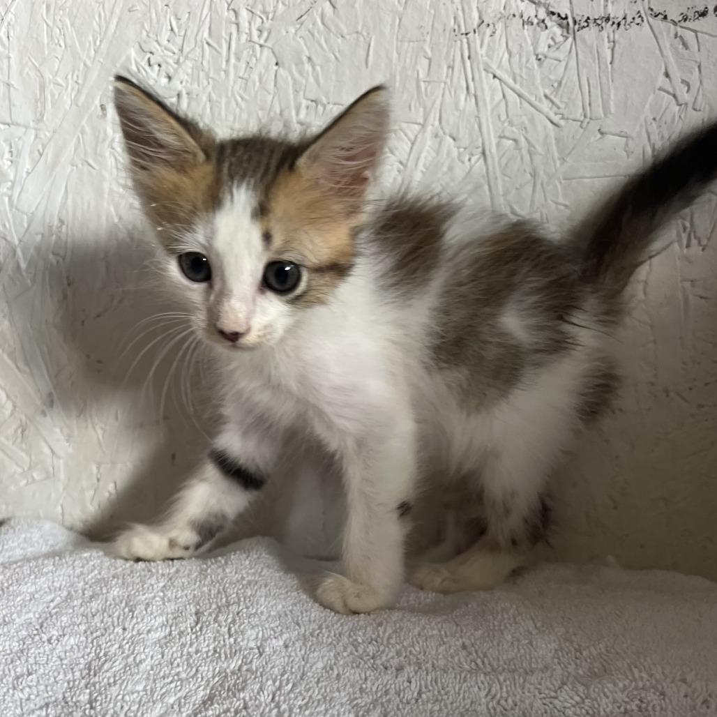 Spring Roll A26-169, Adoptable, Kitten Male Domestic Medium Hair.