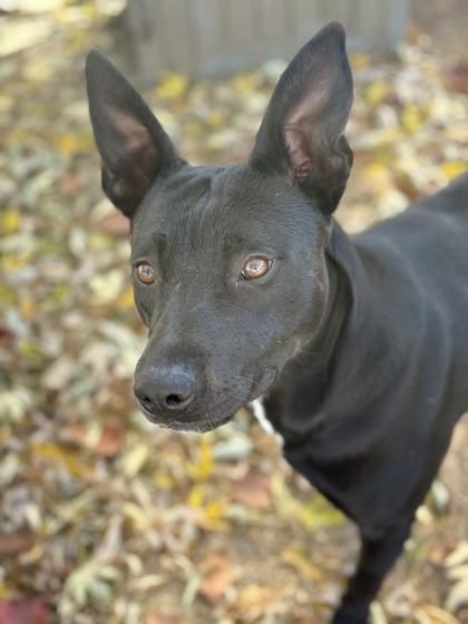 Jack Black, a Adoptable mixed breed image 1/3