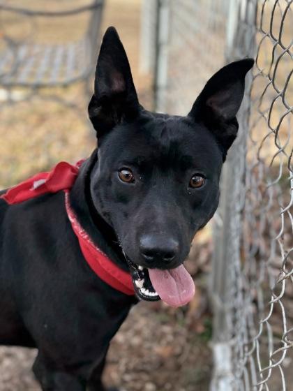 Jack Black, Adoptable, Young Male Australian Kelpie & Basenji.