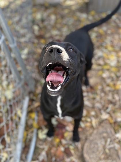 Jack Black, a Adoptable mixed breed image 2/3