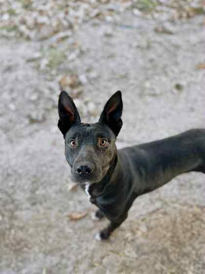 Jack Black, a Adoptable mixed breed image 3/3