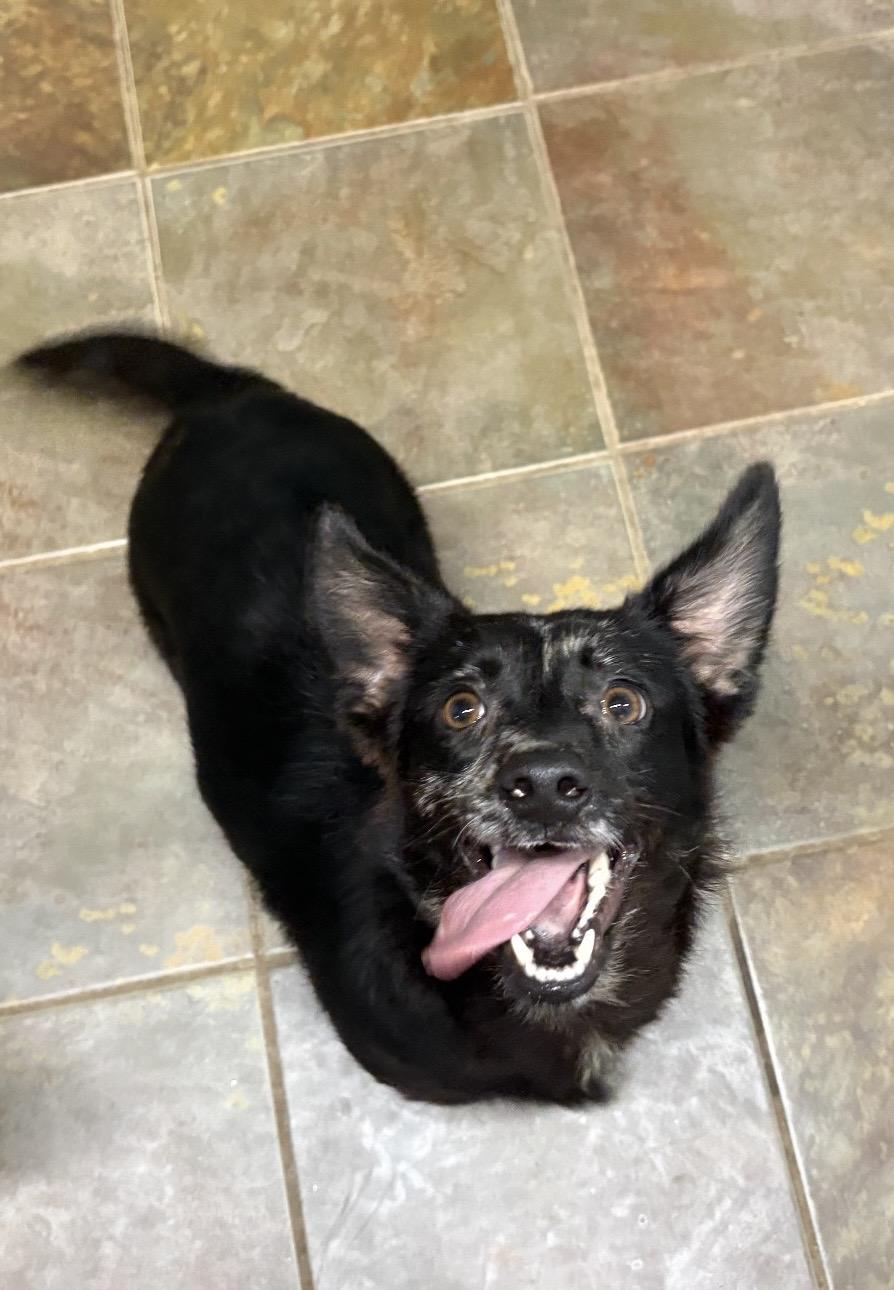 Enlarge Pippa , a ADOPTABLE mixed breed in Louisburg, KS image 5/6