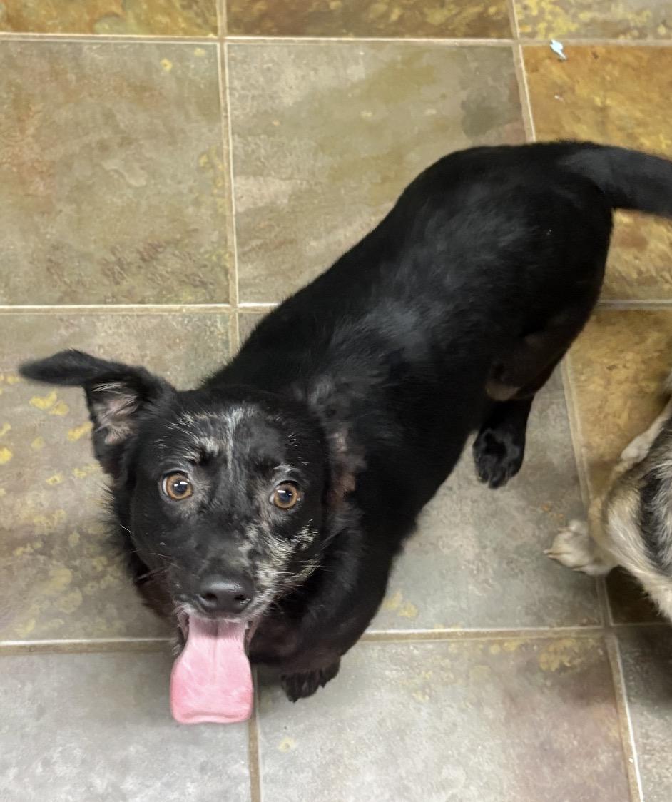 Enlarge Pippa , a ADOPTABLE mixed breed in Louisburg, KS image 1/6