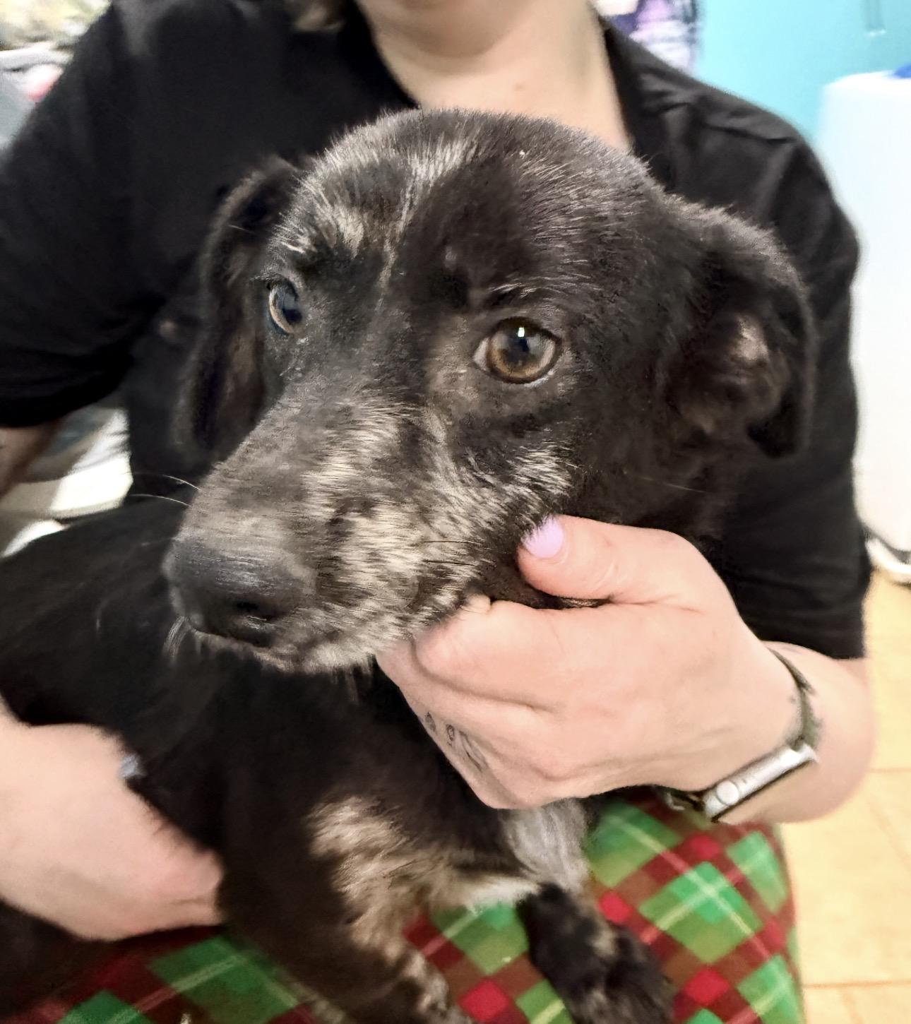 Enlarge Pippa , a ADOPTABLE mixed breed in Louisburg, KS image 6/6