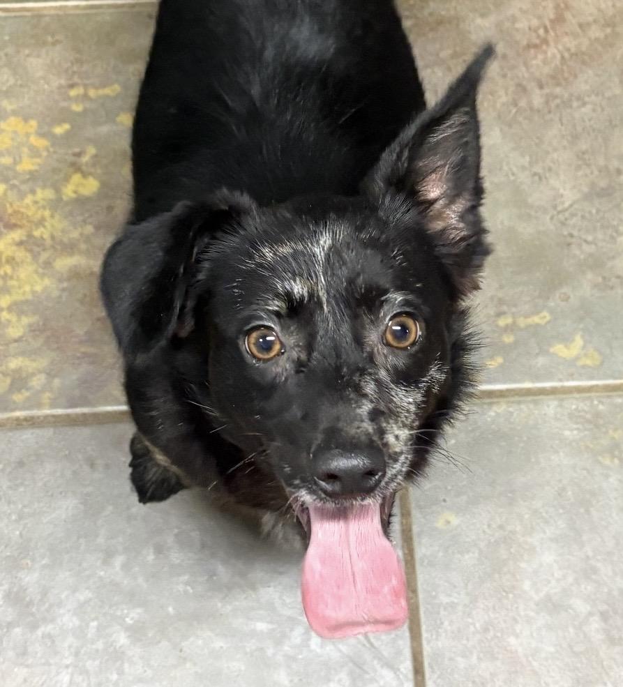 Enlarge Pippa , a ADOPTABLE mixed breed in Louisburg, KS image 4/6