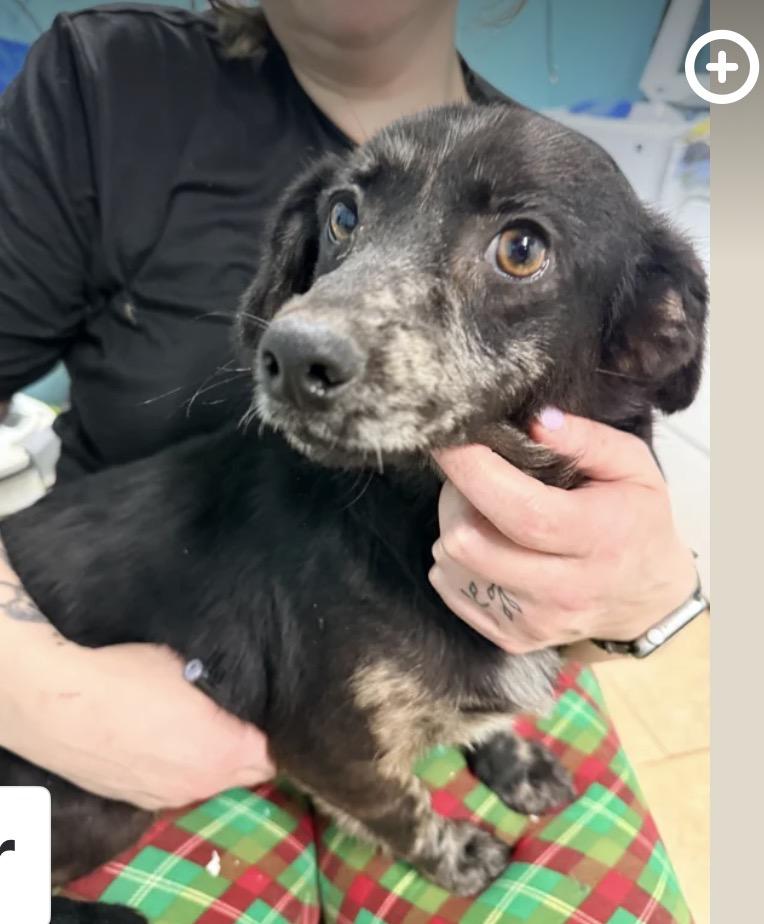 Enlarge Pippa , a ADOPTABLE mixed breed in Louisburg, KS image 3/6