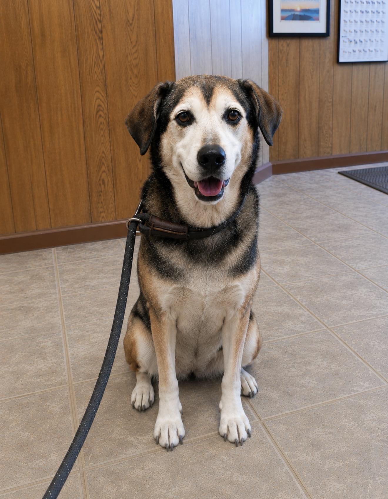 Enlarge Lady, a ADOPTABLE mixed breed in Spring, TX image 1/1